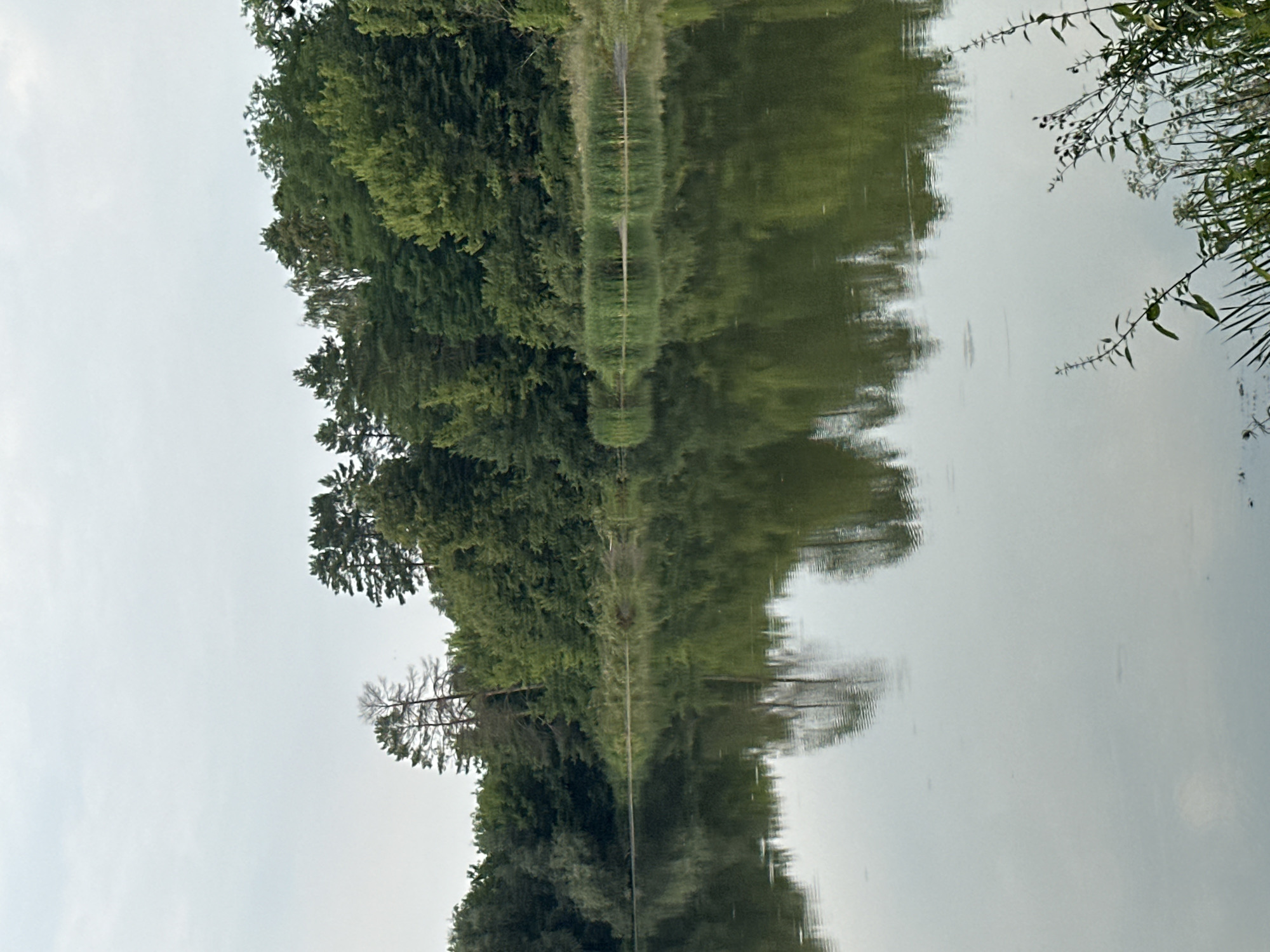The image shows a calm body of water, likely a lake or pond, with a dense line of trees and vegetation along its bank. The sky above is overcast, casting a soft light over the scene. The water reflects the trees and sky, creating a mirror image. The foreground of the water is clear, with some ripples visible on the surface. The shoreline features reeds and other tall grasses. The trees are a mix of deciduous and coniferous types, with varying shades of green foliage. The overall impression is one of a tranquil natural setting. The specific location in Makiv, Ukraine, is not discernible from the image itself, but it depicts a typical natural landscape that could be found in the region. There are no people or specific actions depicted in the image.