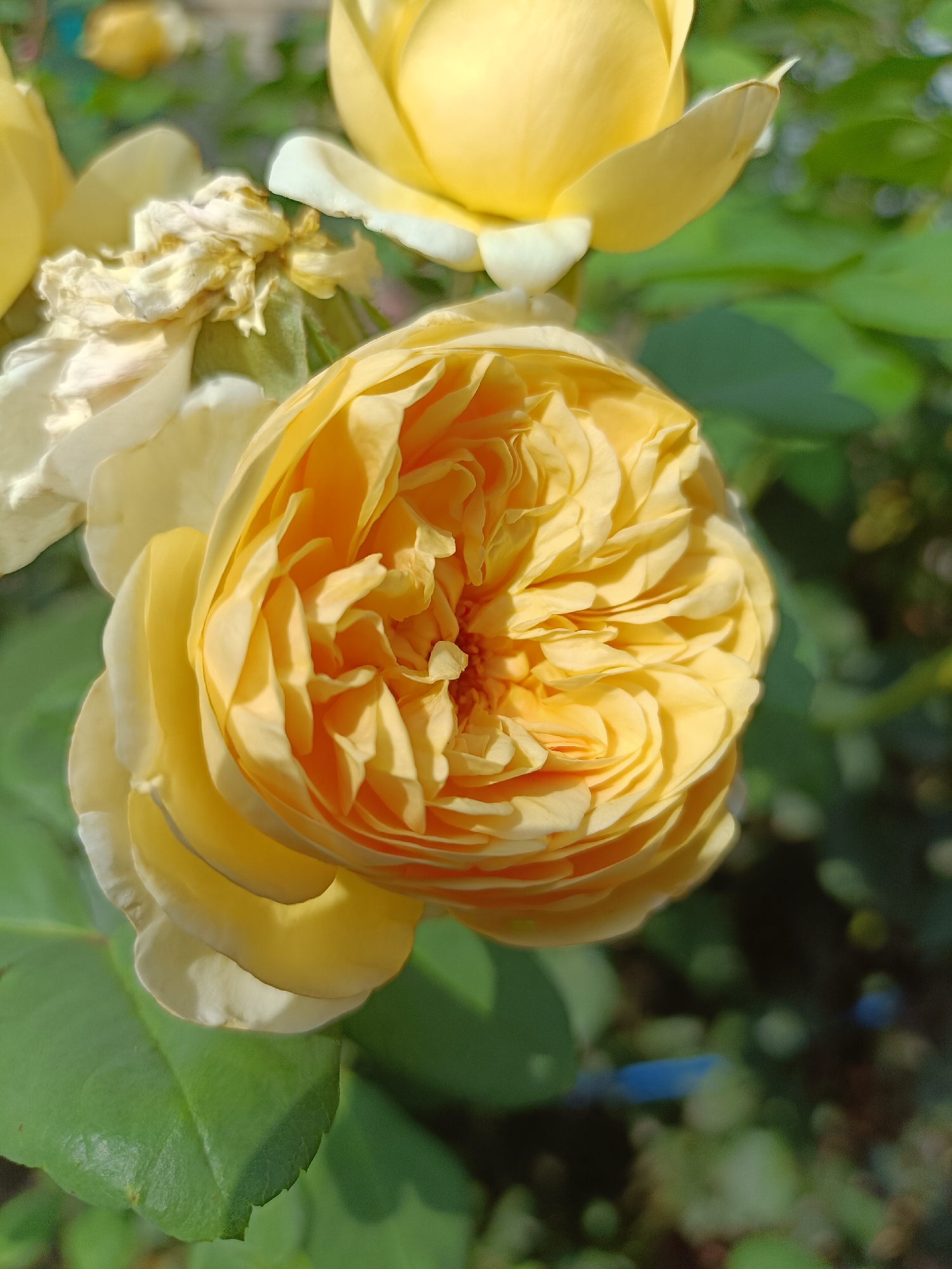 The image shows a close-up of a yellow rose in bloom, with a soft focus on the background. The rose has many tightly packed petals, forming a ruffled appearance. Some of the outer petals are lighter yellow and have a slightly wilted appearance. In the upper left of the image, there is another, out-of-focus yellow rose bud. Green leaves are visible in the foreground and background, with dappled sunlight illuminating the scene. The overall impression is of a natural outdoor setting, likely a garden. The image does not provide any information about the city of Lotskyne, Ukraine, or any people, actions, or interactions.