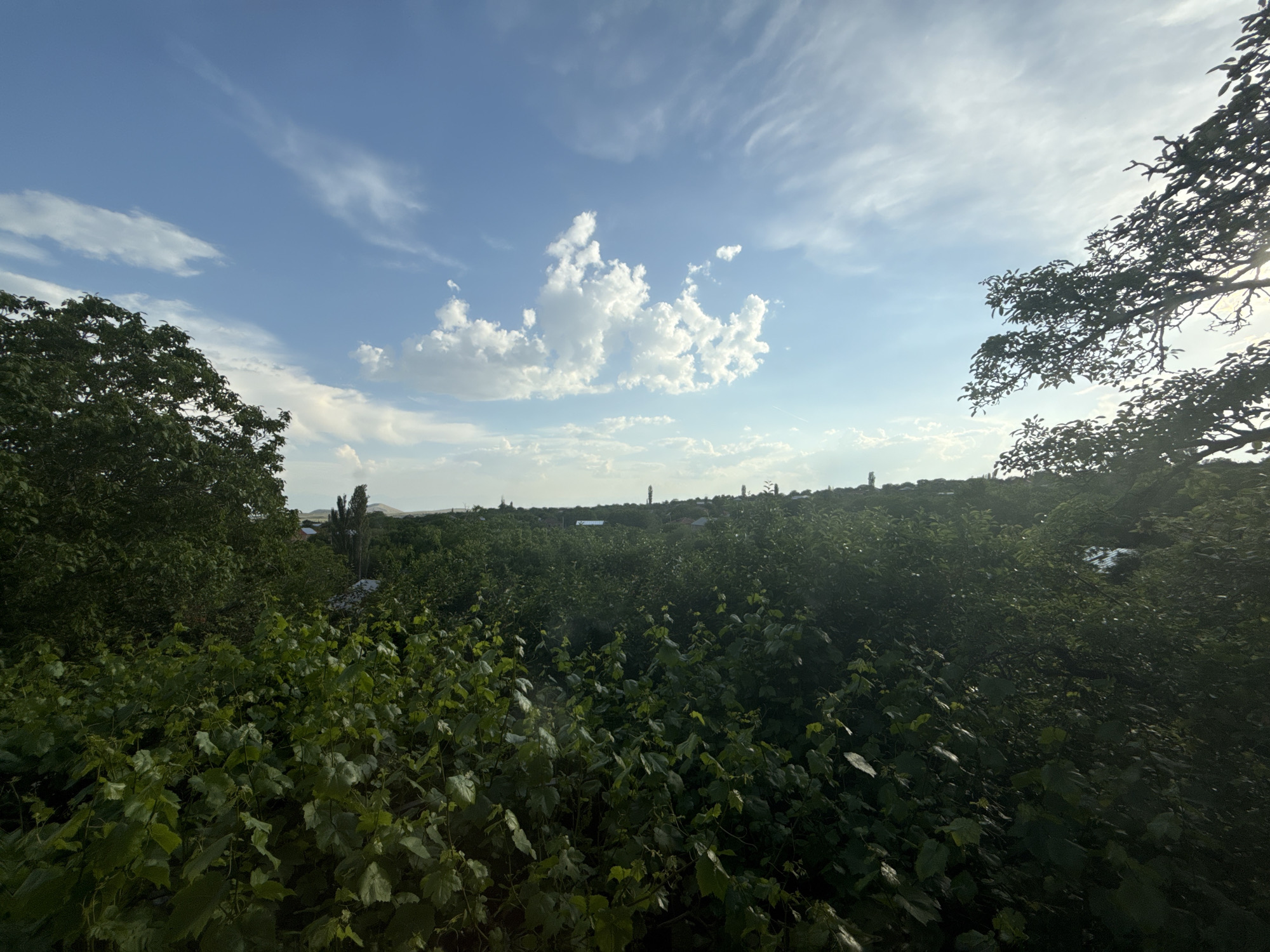 The image shows a lush green landscape with a prominent tree on the right side. In the foreground, dense green foliage and plants are visible. The middle ground features a rolling terrain covered in trees and vegetation, with hints of buildings and structures in the distance. The sky is a bright blue with scattered white clouds, some of which are wispy and others are more puffy. Sunlight is visible on the right side of the image, casting a glow and partially silhouetting the leaves of the tree. The overall scene suggests an outdoor, natural environment likely on the outskirts of a settlement, given the distant structures. The specific location within the city of Unknown, Unknown, is not identifiable from the visual information presented.