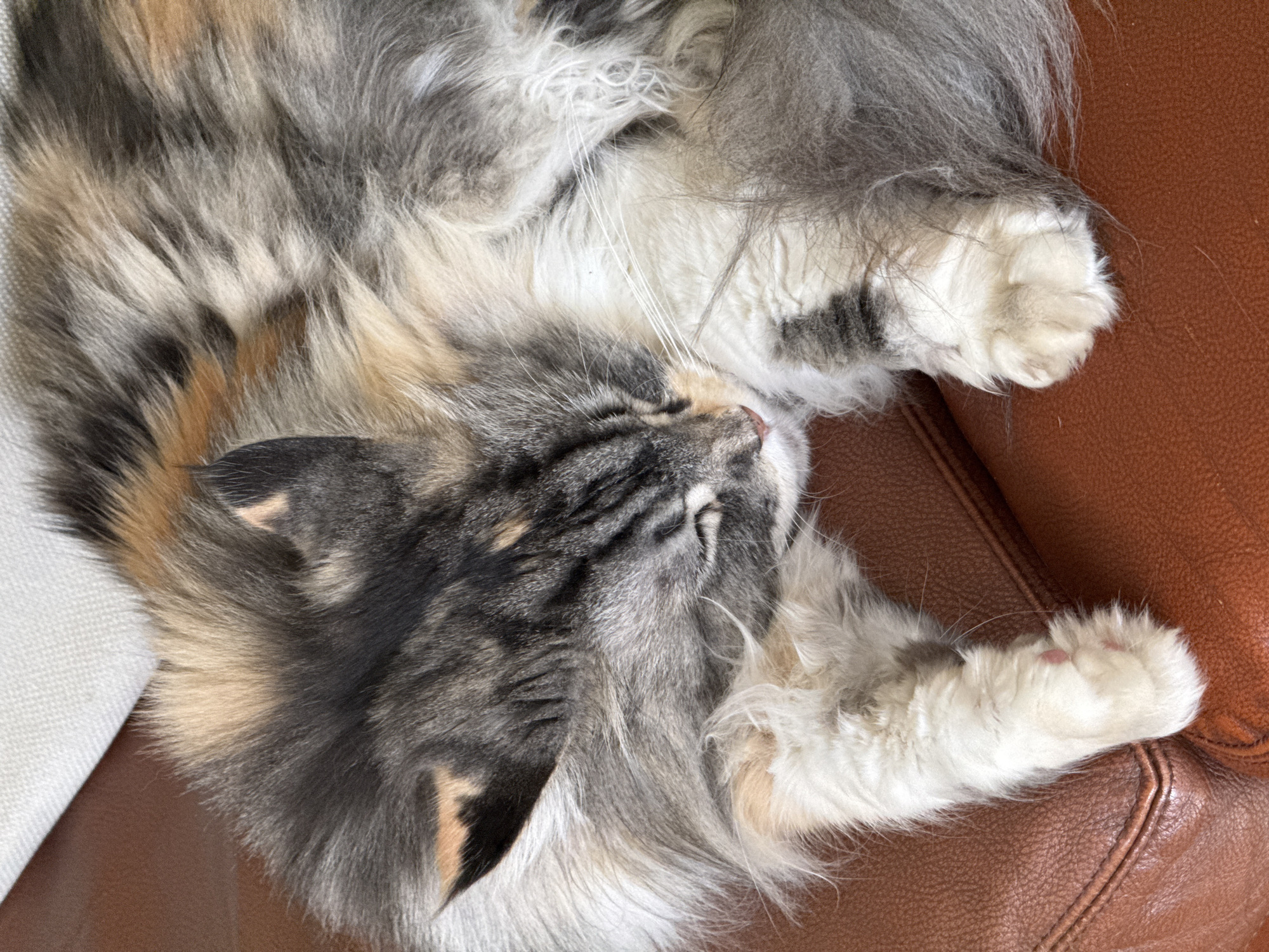 A close-up, high-angle shot captures a long-haired cat deeply asleep or resting on what appears to be a brown leather couch or armchair. The cat's fur is a striking mix of colors, featuring shades of grey, black, white, and warm orange-brown patches, indicative of a calico or tortie pattern.
The cat is positioned on its side or back, with its head tilted slightly back and its eyes peacefully closed. Long, white whiskers are visible extending from its muzzle. Its fluffy paws are curled, with one white paw showcasing hints of pink paw pads. The fur around its body is visibly soft and thick, characteristic of a long-haired breed, and appears to be ruffled as it rests.
On the left side of the frame, a portion of a light-colored, possibly white or cream, textured fabric or blanket is visible, contrasting with the cat's fur and the brown leather furniture. The brown leather has a visible grain and stitching, suggesting a comfortable piece of furniture. The overall scene conveys a sense of tranquility and relaxation, with the cat appearing utterly at ease. There is no visible text in the image.