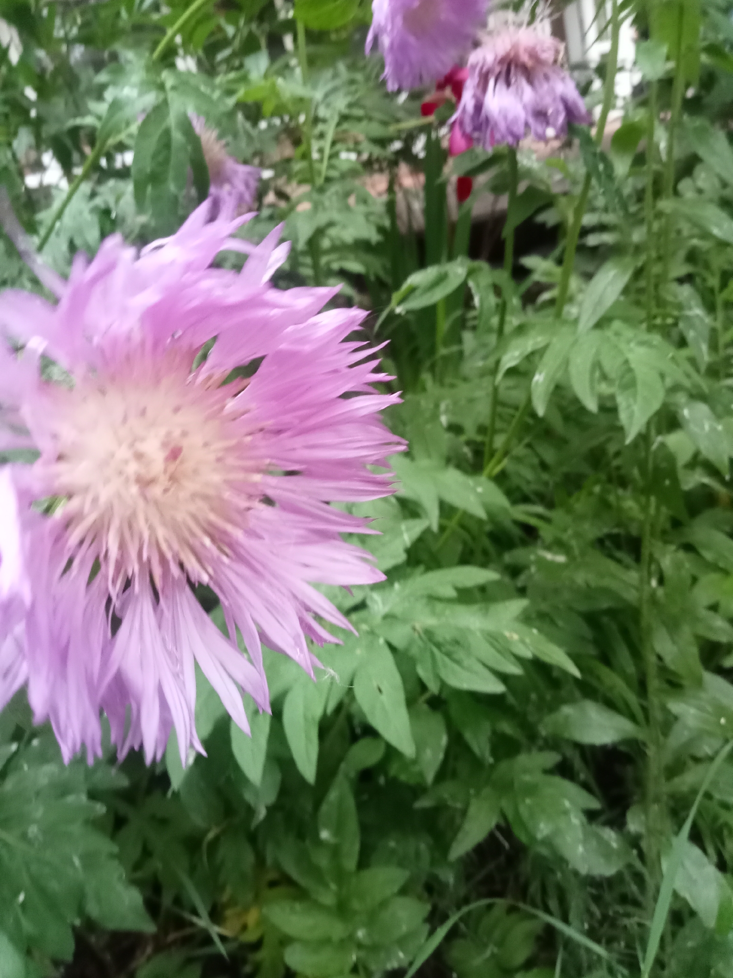 The image displays a close-up of a natural outdoor scene in the city of Unknown, Unknown, primarily featuring a large, light purplish-pink composite flower with a pale yellowish-beige center, positioned prominently in the lower-left and central areas of the frame. This flower exhibits numerous delicate, radiating florets, with some visible water droplets or white particulates. In the mid-ground, towards the upper-right, two additional purplish flowers are discernible; one is partially obscured, and the other appears to be in a state of decline, with its florets drooping. A small, indistinct area of red-pink is visible behind the drooping flower. The background is densely packed with various green foliage, consisting of multiple leaves and stems, many of which also bear small white speckles or deposits. The entire background is significantly out of focus, creating a shallow depth of field. No human figures or artificial structures are clearly identifiable within the frame.