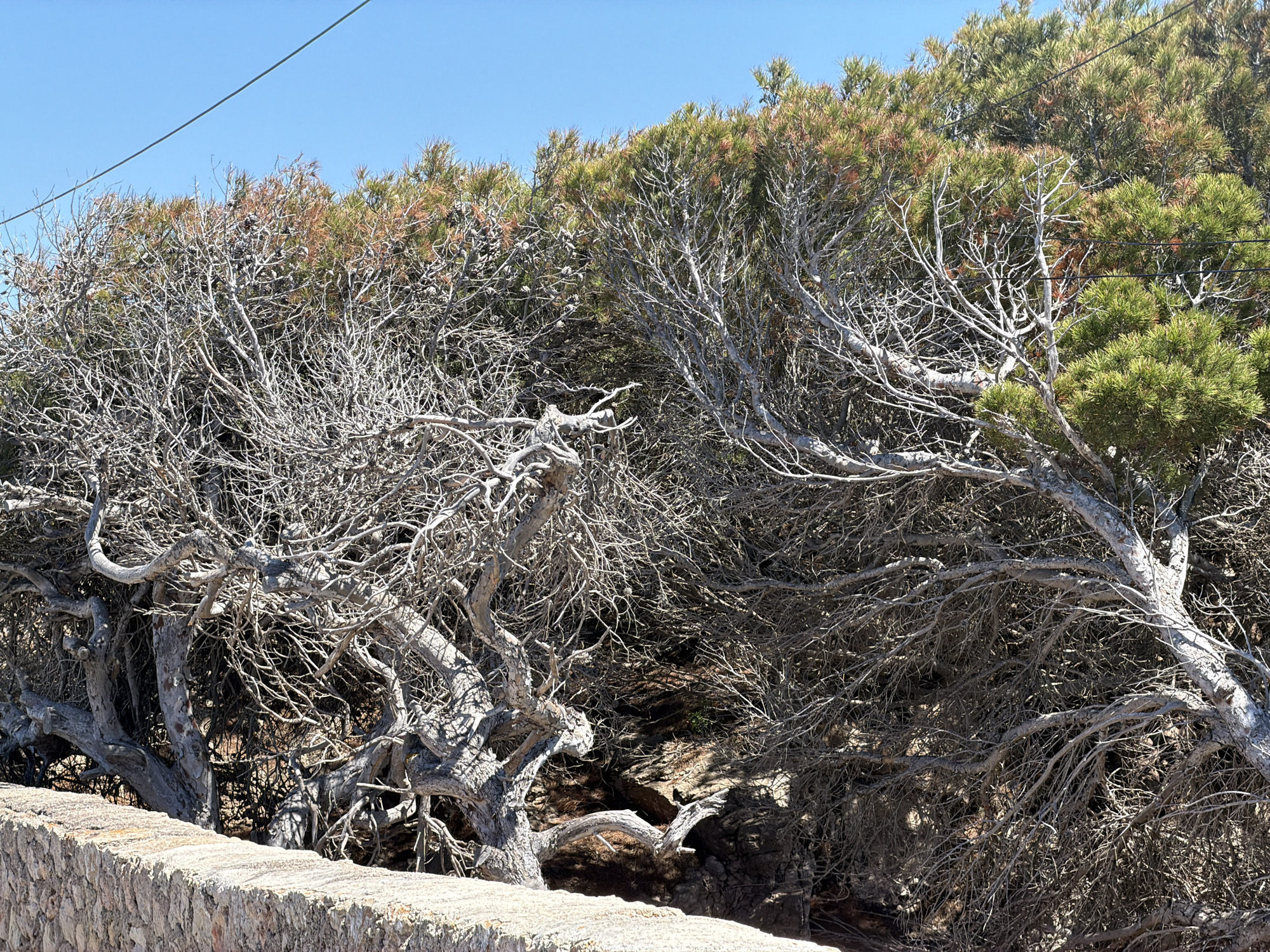 The image shows a stone wall abutting a dense thicket of trees in Capdepera, Spain. The trees are a mix of dry, bare branches and some with green foliage at the top. Above the trees is a clear blue sky with a thin wire running across the upper left corner. The stone wall is made of roughly hewn blocks and is light gray. The overall scene suggests a natural or semi-natural environment bordering a built structure.