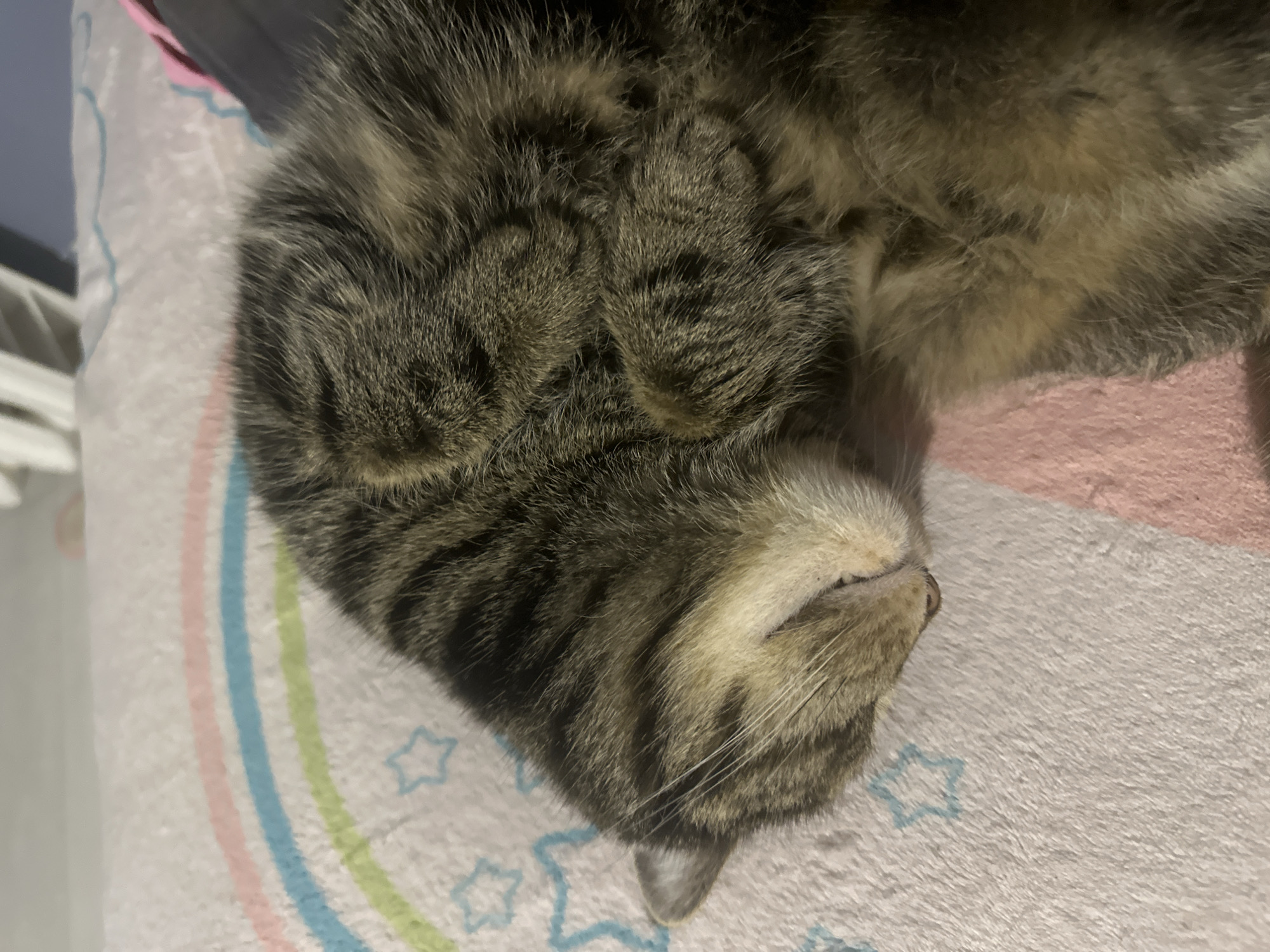 A tabby cat is captured in a close-up, eye-level shot, peacefully sleeping or resting indoors in Stavropol, Russia. The cat is lying on its back or side, with its head inverted relative to the viewer, conveying a state of deep relaxation. Its front paws are curled gently against its chest. The cat's fur displays characteristic tabby markings, a mix of brown, black, and lighter cream or tan stripes and patches.
The animal is resting on a soft, light-colored blanket or towel that features pastel-colored stripes in pink, blue, and green, along with scattered light blue star patterns. To the left side of the frame, a white structure, possibly a bed frame or headboard, is partially visible against a muted light blue background that suggests a wall. Another soft, pink or peach-colored textile surface is seen in the upper right.
The lighting appears dim and soft, consistent with an indoor setting, possibly evening or nighttime, enhancing the calm and peaceful mood of the scene. The cat's closed eyes and relaxed posture clearly express comfort and serenity. No text is visible in the image. The setting suggests a cozy, domestic environment.