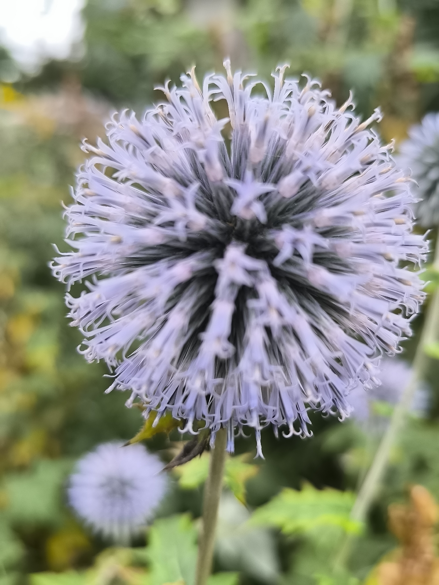 This is a close-up, vertical, eye-level shot of a light purple, spherical flower with delicate, spiky petals. The flower is in focus and centered in the frame, with its stem extending downwards. The background is softly blurred, showing green foliage and hints of yellow and white. In the lower left corner, another, smaller, out-of-focus spherical flower of the same color is visible. The scene appears to be in an outdoor setting, possibly a garden or park. There are no people or animals present in the image. The overall impression is one of natural beauty and tranquility. The image does not contain any information that allows for the identification of its location in Klaipėda, Lithuania.