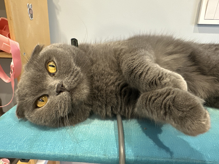 A blue-grey Scottish Fold cat is observed lying on its left side on a textured, teal-colored surface, likely an ironing board, in an interior environment. The cat's amber-yellow eyes, featuring narrowed black pupils, are directed towards the camera. Its characteristic folded ears are visible, along with a black tag or collar component positioned near its neck. Scattered blue-grey cat hairs are present on the teal surface. The background includes a light wooden panel on the left, displaying a white rabbit-shaped sticker and a hanging pink strap. To the right, a plain light-colored wall is visible with a partial white rectangular fixture. No visual information within the image identifies a specific location in Chaikovsky, Russia.