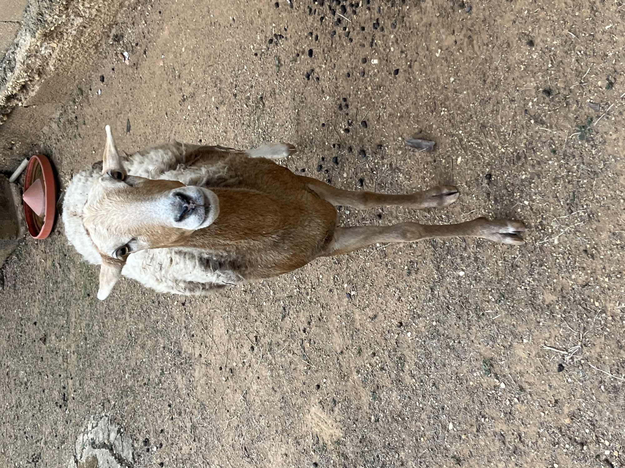 The image shows a fawn-colored goat lying on a dry, sandy surface, likely in Tinaquillo, Venezuela. The goat has a light-colored, wooly head and long, slender legs stretched out in front of it. The goat appears to be looking directly at the camera. To the left of the goat's head is a feeding station consisting of a red-rimmed bowl with a red cone inside. The ground around the goat is covered in a mixture of sand, small stones, and scattered debris. A small concrete structure is visible in the upper left corner of the image.