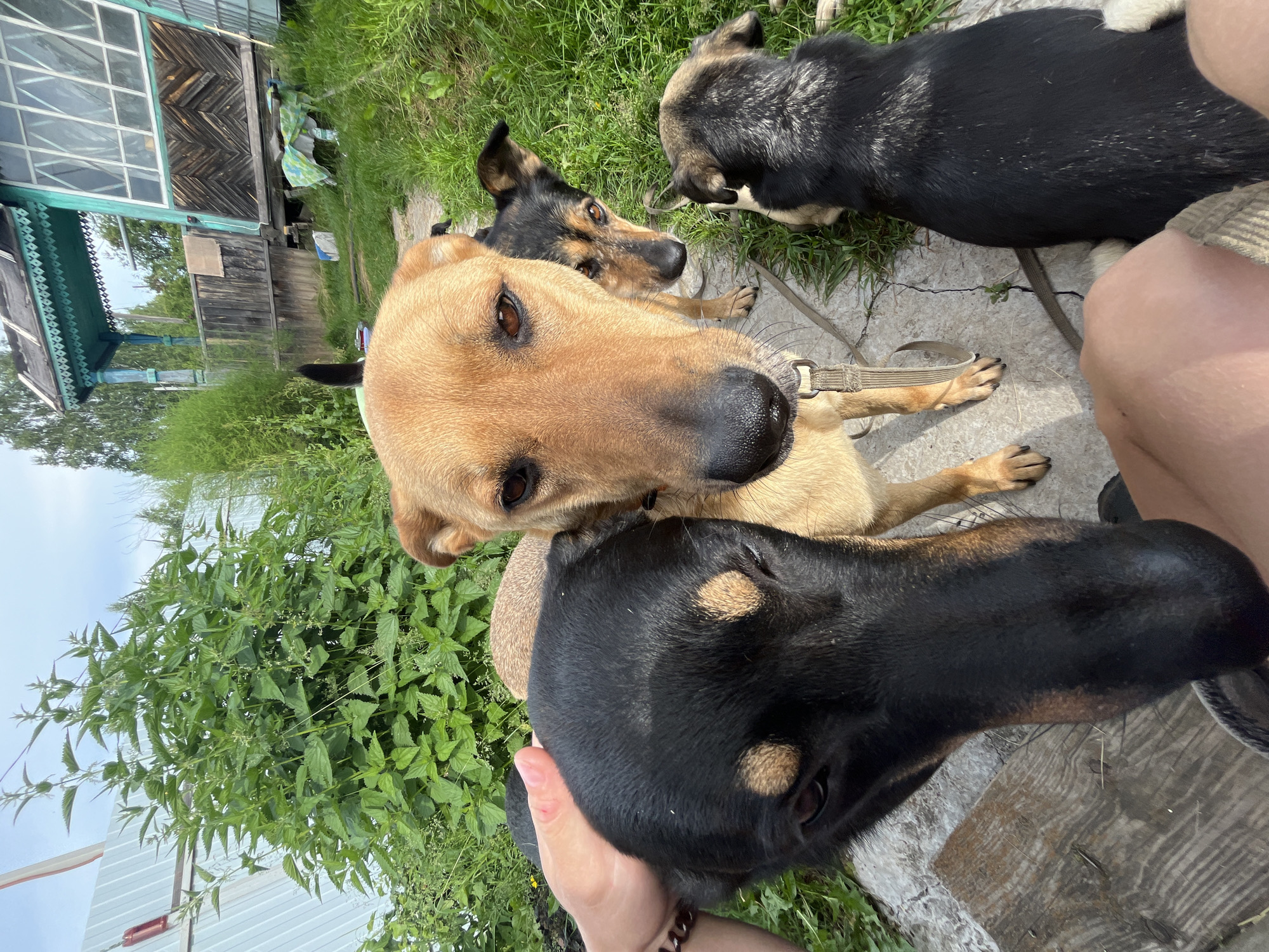 A group of four dogs are gathered in a yard. The closest dog is black and tan with a hand gently resting on its head. To its right, a light brown dog with dark eyes and a black nose is looking forward, wearing a collar and leash. Behind these two, another tan and black dog is partially visible, looking towards the front. Further to the right, a black and tan dog with white markings is seen from the back, lying down. The environment appears to be a rural or semi-rural setting with green foliage and grass. A weathered wooden structure with blue trim, possibly a house or outbuilding, is visible in the background, along with a metal fence. The ground is a mix of concrete or stone path and dirt. The overall scene suggests a casual outdoor gathering with the dogs. The image was taken in the city of Nizhny Tagil, Russia.