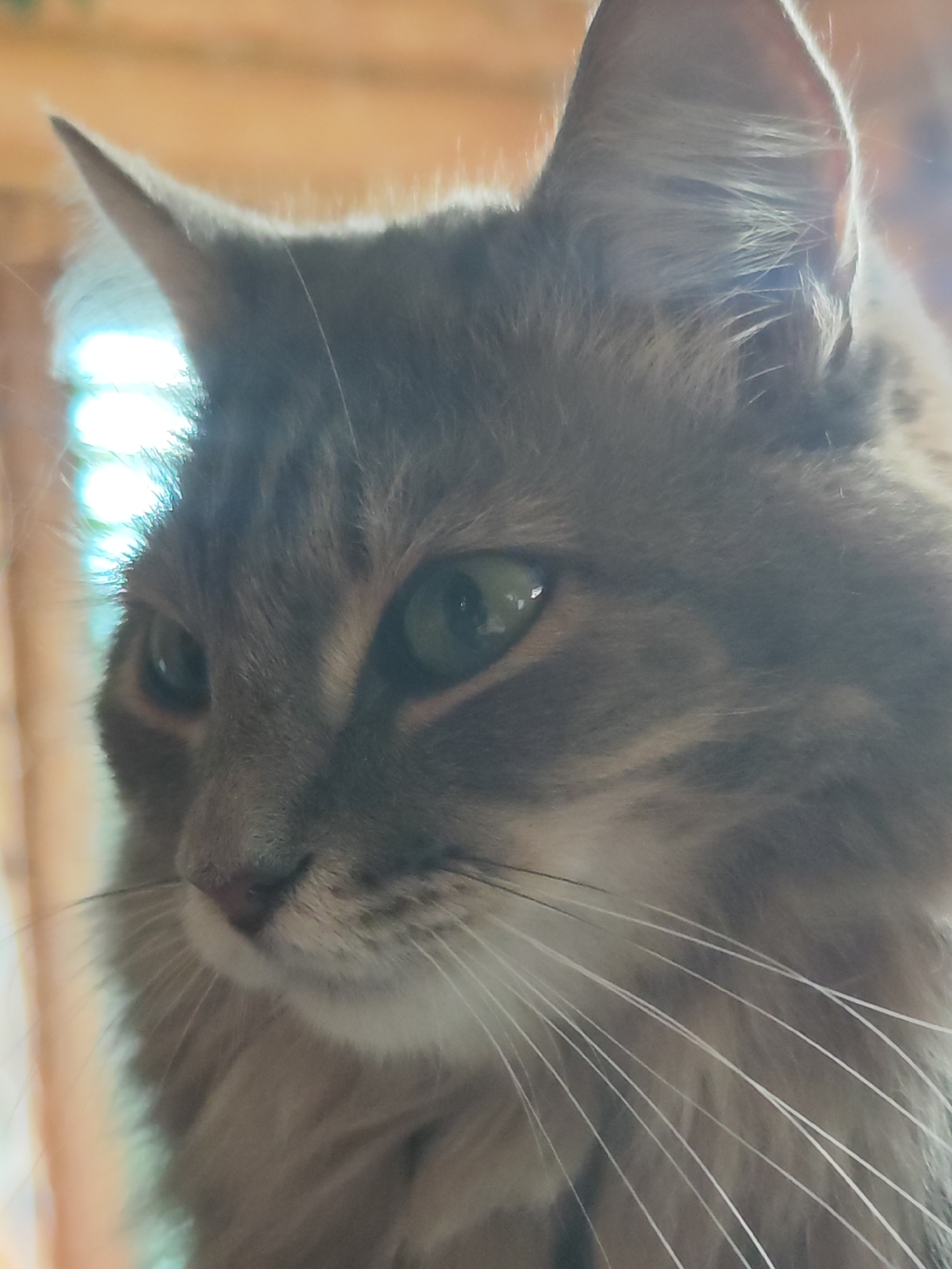 A close-up, eye-level portrait captures the head and upper body of a domestic cat. The cat, likely a long-haired or semi-long-haired breed, is predominantly grey and brown tabby with lighter, cream-colored fur around its muzzle and chin. It faces towards the left side of the frame, with its gaze directed slightly downwards and to the left, indicating it is observing something outside the view of the camera. Its large, almond-shaped eyes are a striking green with small, dark pupils, reflecting the bright ambient light.
The cat is strongly backlit, creating a luminous halo effect around its head and ears, especially noticeable on the fine hairs of its right ear, which glows with light. Numerous long, white whiskers extend prominently from its muzzle. The nose appears pinkish.
The background is softly blurred and features warm, earthy tones, possibly indicating a wooden interior or furniture, with an intensely bright, overexposed area suggesting a window or light source. The strong natural light indicates it is daytime. The cat's expression appears calm and observant. No discernible text is visible in the image. The image is set in Chaikovsky, Russia.