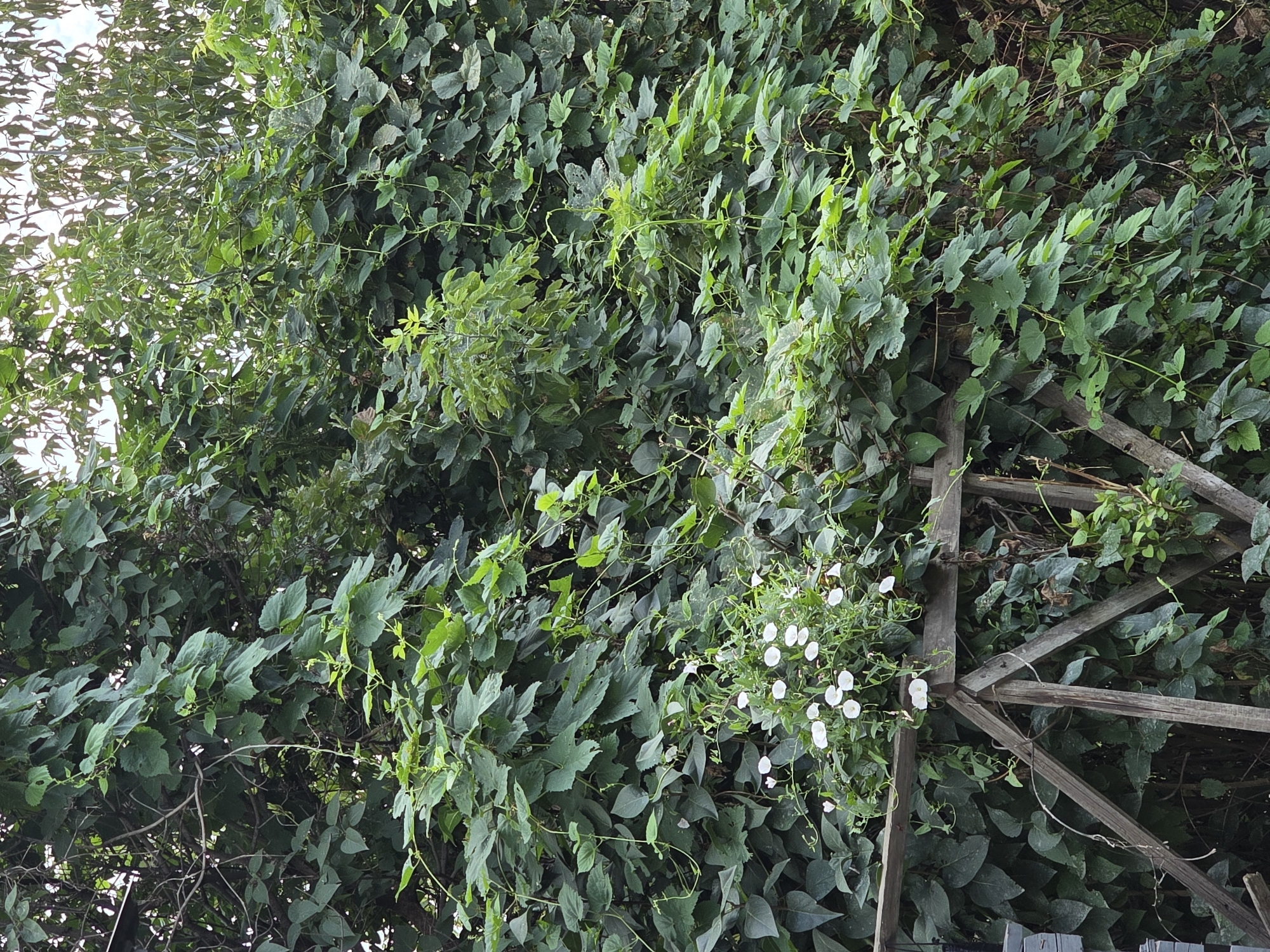 The image depicts a dense thicket of green foliage, primarily consisting of leafy vines and some larger leaves, with a rustic wooden structure in the foreground. The wooden structure appears to be a fence or trellis, made of weathered, unpainted planks with a diagonal bracing. White, bell-shaped flowers are scattered among the vines, particularly concentrated in the upper left portion of the wooden structure. The overall scene suggests an outdoor environment, possibly a garden or overgrown natural area. The location is identified as Orenburg, Russia. There are no people or animals visible in the image.