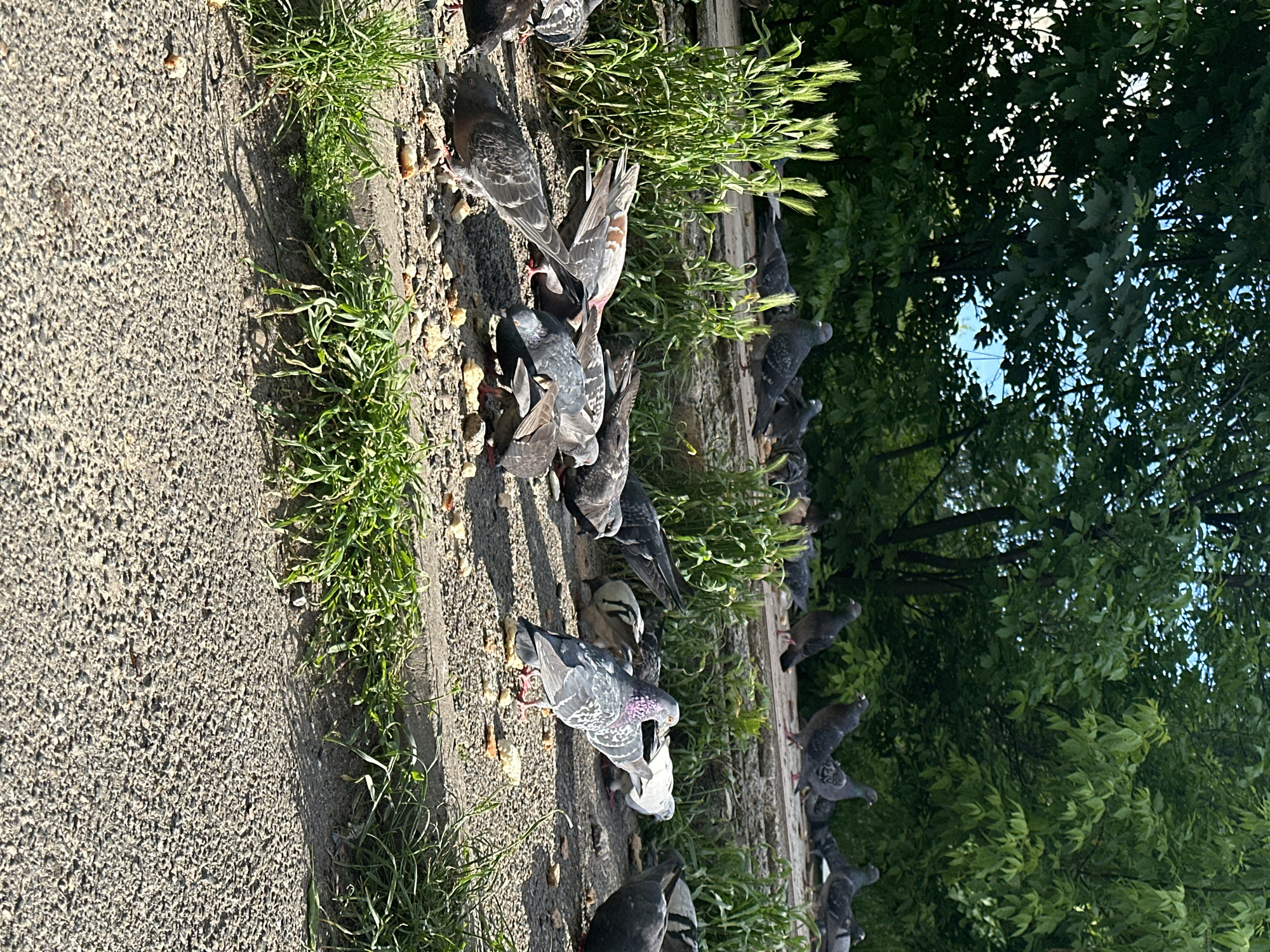 A rotated vertical photograph captures a flock of pigeons foraging on a sunny day in Stavropol, Russia. The scene features a textured concrete path on the left side of the frame, bordered by a strip of vibrant green grass and a concrete curb. Numerous pigeons, displaying varying shades of grey, white, and iridescent neck feathers, are scattered across both the concrete path and the grassy verge. Many birds have their heads down, actively pecking at small, light-colored food scraps (appearing to be bread crumbs) visible on the ground.
Beyond the path and grass, a dense canopy of lush green deciduous trees fills the right side of the image, with bright blue sky peeking through the leaves, indicating clear weather. The strong sunlight casts distinct shadows on the ground. The setting suggests an urban park or a public green space. There are no people visible, nor is there any discernible text.