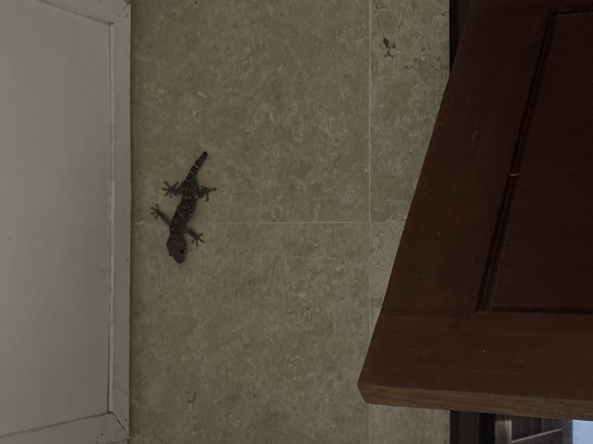 The image captures a small gecko clinging to a light-colored, patterned tiled wall. The gecko, which has a dark, mottled skin pattern, is positioned on the left side of the frame, facing upwards and slightly to the right.
To the immediate left of the gecko, a vertical white painted wooden structure, possibly a door frame or window trim, runs along the edge of the tiled wall. On the right side of the frame, a dark brown wooden element, appearing to be a shutter or a piece of furniture, is angled from the top right corner towards the center.
The setting appears to be an indoor or semi-outdoor area of a building, with subdued lighting. The presence of the gecko and the type of building materials (tiles, wood) are consistent with a tropical environment, aligning with the given location context of Kuta Selatan, Indonesia. There is no discernible activity other than the gecko resting on the wall, and no text is visible in the image.