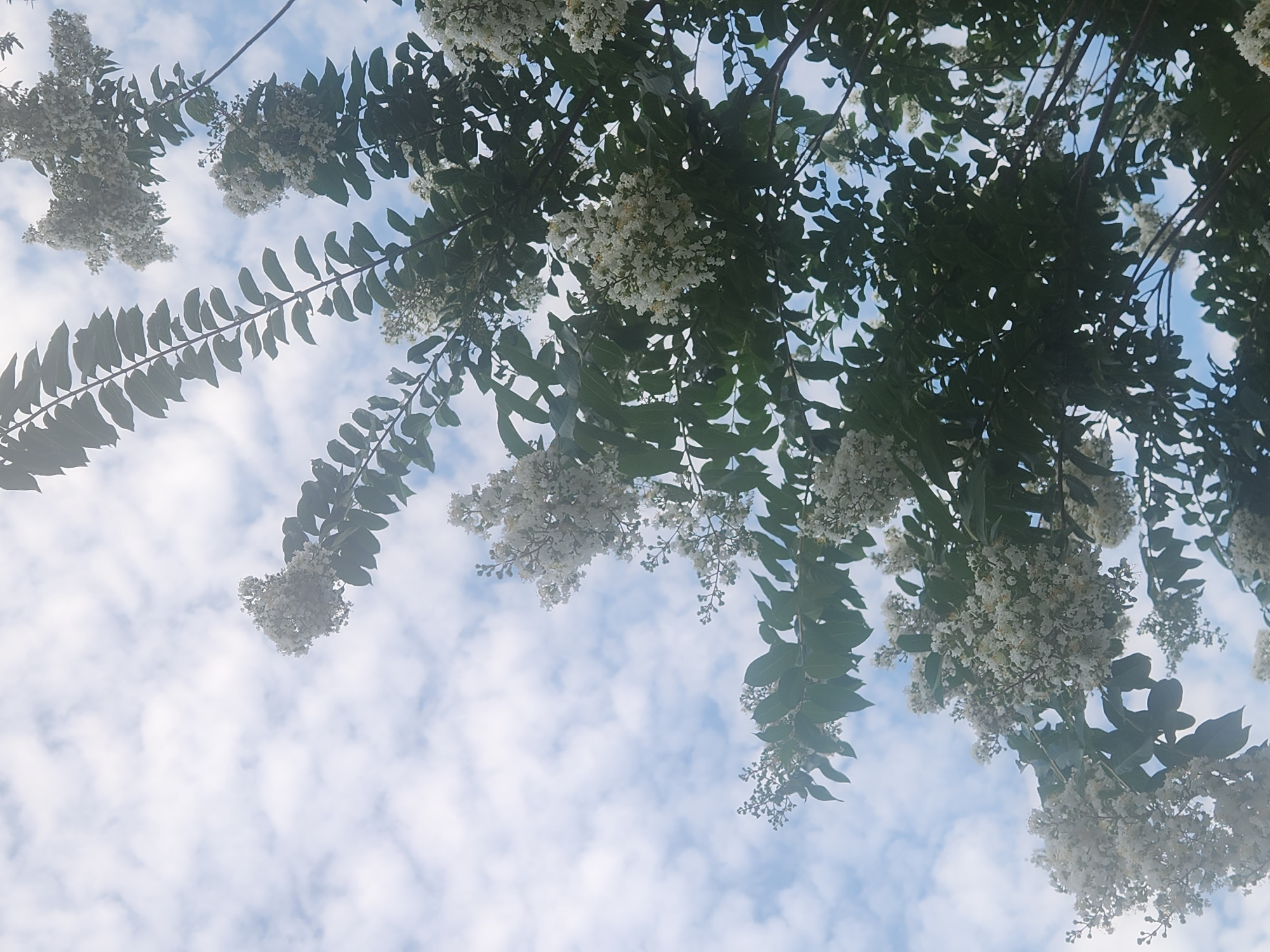 An upward angle shot captures the canopy of a crape myrtle tree with white flowers and green leaves against a cloudy blue sky. The branches and foliage of the tree dominate the frame, with clusters of small white flowers interspersed among the dark green leaves. The clouds are scattered and appear to be white and wispy. The image was taken in Altamonte Springs, Florida, United States of America.