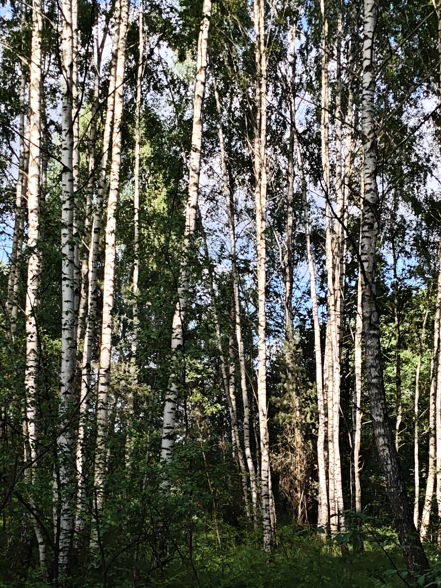 The image depicts a dense birch forest. The tall, slender white tree trunks with dark markings dominate the scene. Green leaves are present on the trees, filtering the sunlight. The undergrowth consists of green vegetation. The location is potentially in or near the city of Noginsk, Russia.