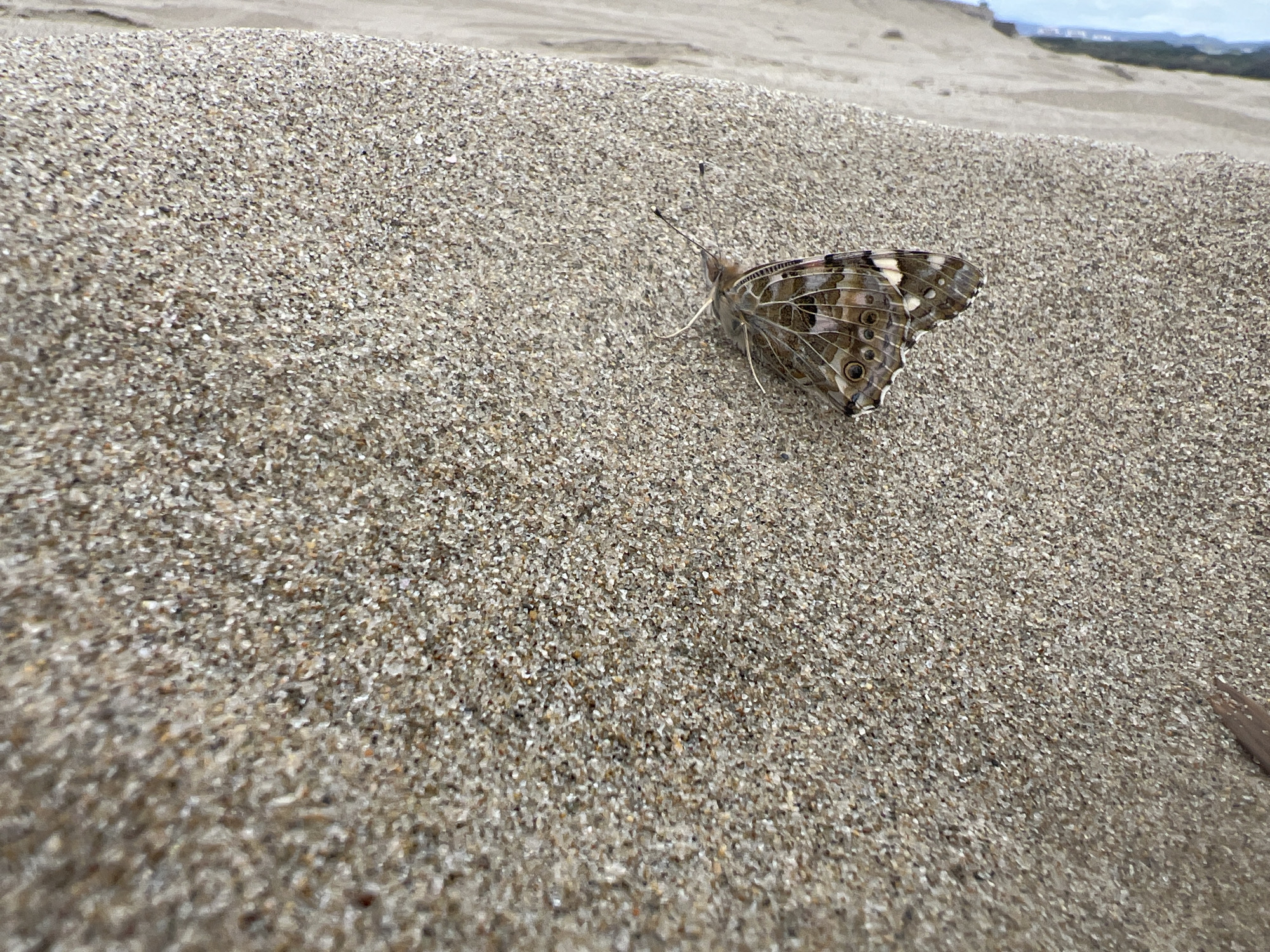 A close-up, eye-level shot captures a Painted Lady butterfly (Vanessa cardui) resting on coarse, light-colored sand. The butterfly, positioned in the middle-right of the frame, has its wings folded upwards, revealing intricate patterns of brown, cream, and black, with several circular 'eyespots' visible on its hindwings. Its antennae are visible, extending upwards from its head.
The foreground is dominated by the granular texture of the sand, which gradually blurs into the midground. In the softly blurred background, the gentle slopes of sand dunes are discernible, suggesting a vast sandy landscape. Faint hints of distant green vegetation and possibly some structures or hills can be seen on the horizon under a light sky, further back. The lighting suggests it is daytime, casting a soft, even light on the scene. The image portrays a moment of nature, with the butterfly camouflaged against its sandy surroundings. The setting is likely a coastal or dune area, consistent with Martil, Morocco. There is no visible text in the image.