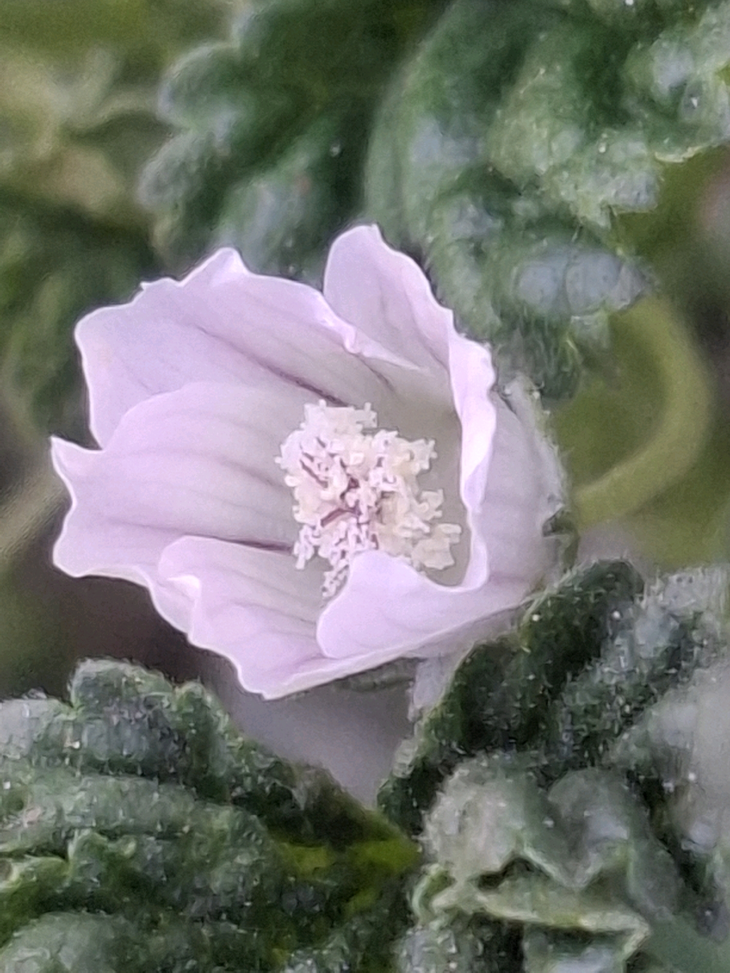 A pale pink flower with a textured center, possibly stamens, is in the foreground. The flower is surrounded by green foliage, some of which appears to be leaves with a rough texture. The image is a close-up shot, suggesting it was taken outdoors in a natural setting, such as a garden or park. The specific location in Almaty, Kazakhstan, cannot be determined from the visual information alone, as it does not contain any identifiable landmarks or context clues.