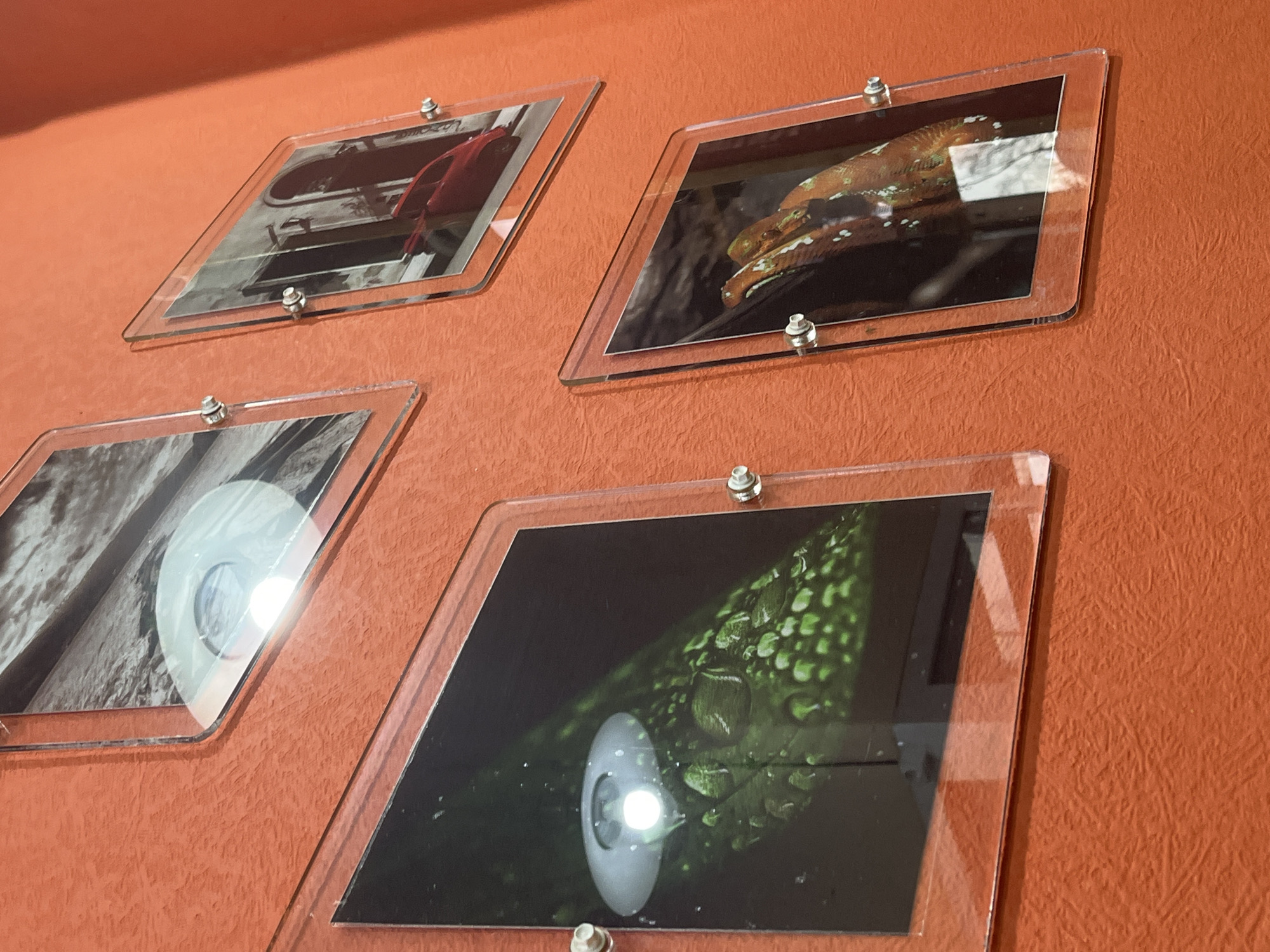 Four framed photos are displayed on an orange textured wall. The frames appear to be made of clear plastic and are attached to the wall with metal screws. The photos depict different subjects: The top left photo shows a red object indoors, possibly a chair or fabric. The top right photo shows a brown snake. The bottom left photo features a gray or white object. The bottom right photo shows a green leaf covered with droplets, likely water. The location is inside a building in the city of Saint Petersburg, Russia.