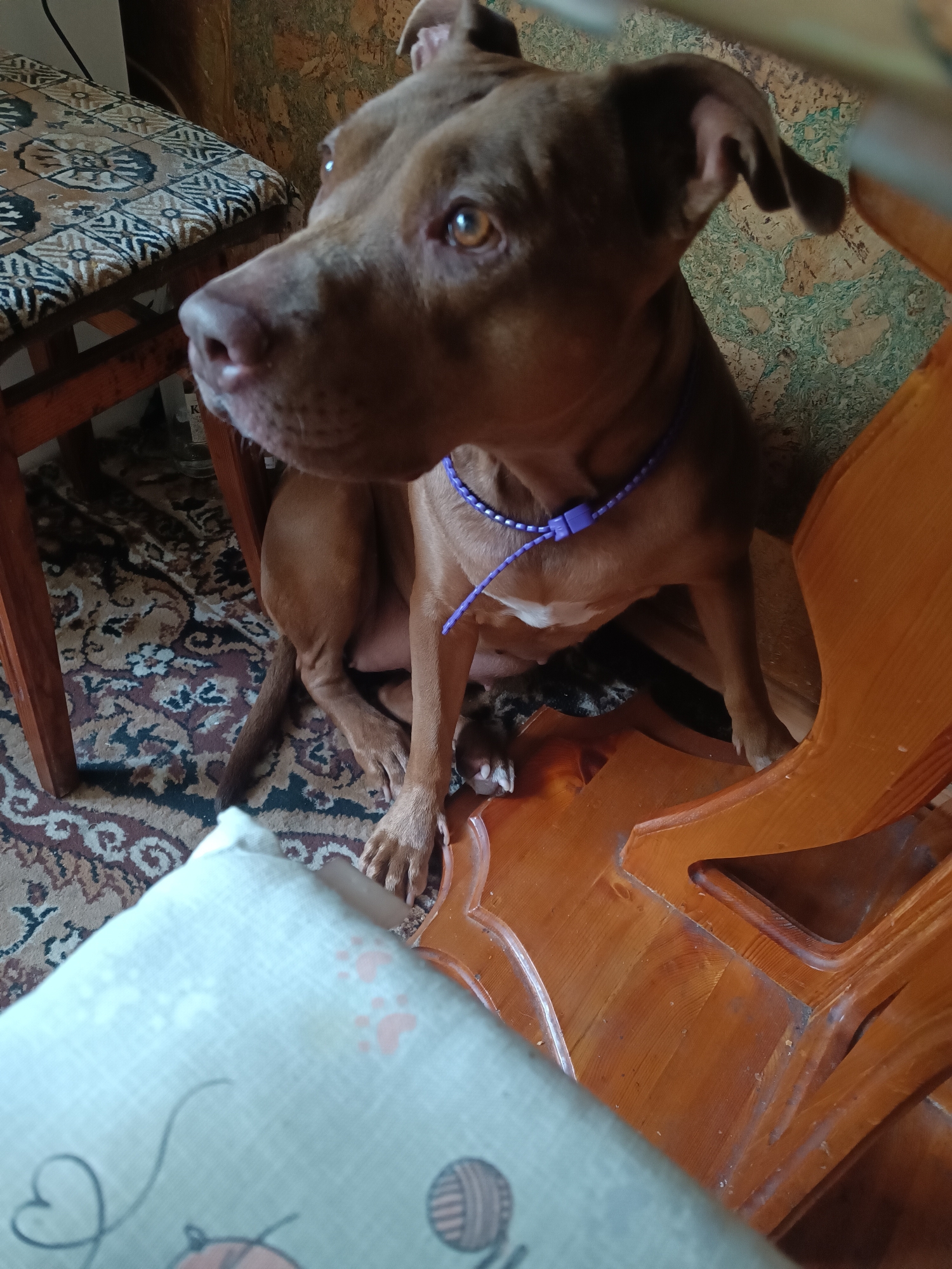 The image shows a brown pit bull terrier dog sitting on a patterned rug next to a wooden chair. The dog is wearing a purple collar and has a white patch on its chest. A pillow with paw print and yarn designs is in the foreground. The background consists of a textured wall and another chair with a patterned seat. The lighting suggests an indoor setting.