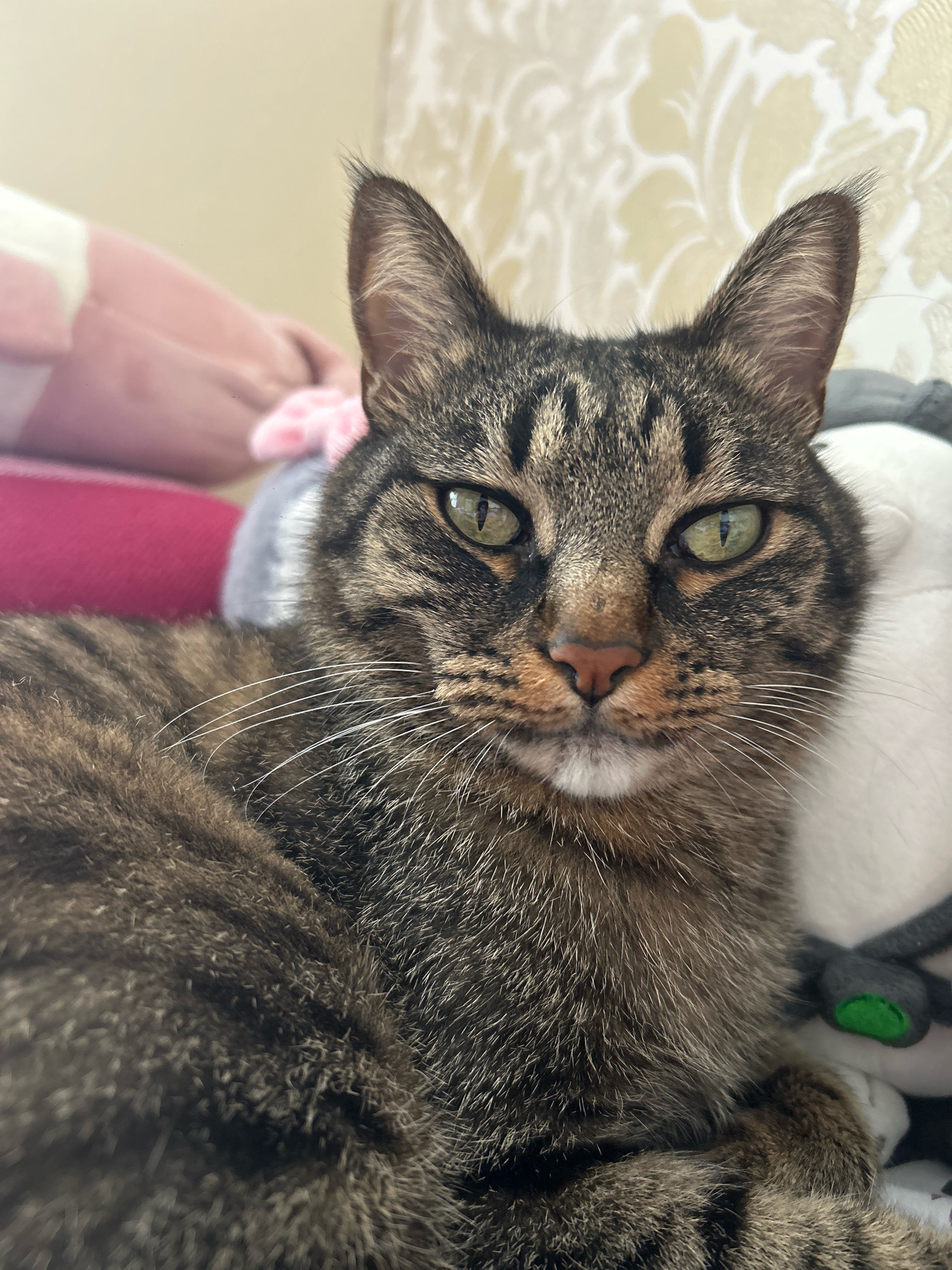 A close-up shot captures a tabby cat with green eyes and a pink nose, resting on a soft surface. The cat's fur is a mix of brown and black stripes, with white whiskers. In the background, out-of-focus stuffed animals and a patterned wallpaper suggest an indoor setting, likely a bedroom. There is no discernible indication of Khyrdalan, Azerbaijan, or any elements that would place the scene in a specific city. The focus is entirely on the feline subject.