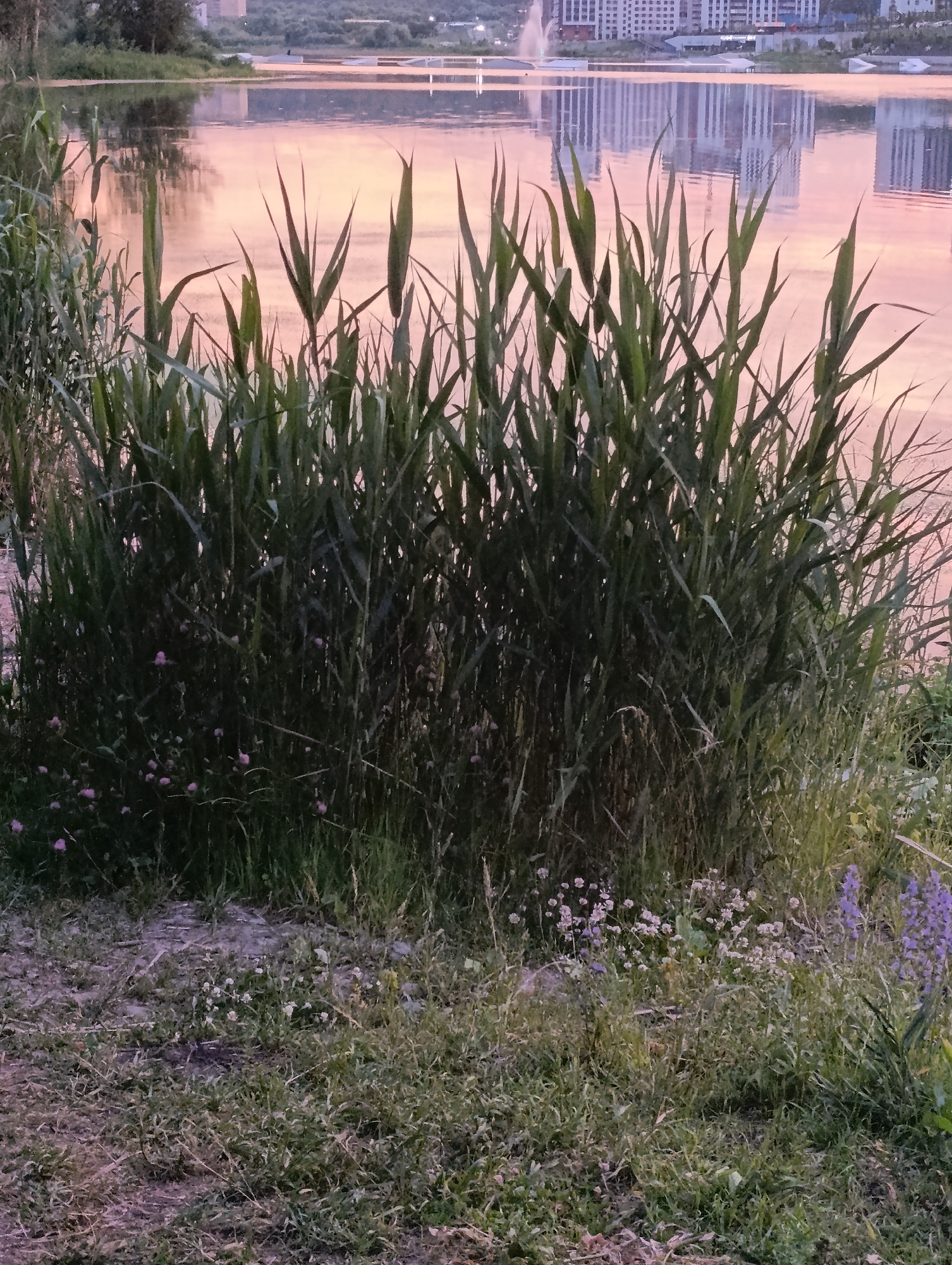 The image depicts a tranquil lakeside scene in Penza, Russia, likely during sunset. In the foreground, tall, green reeds and various grasses line the water's edge. Small, pinkish-purple wildflowers are scattered among the greenery. The lake's surface reflects the soft, pinkish hues of the sky, creating a serene atmosphere. Across the lake, the silhouette of a city skyline is visible, featuring modern buildings and a fountain spraying water. The overall impression is one of natural beauty and urban development coexisting peacefully.