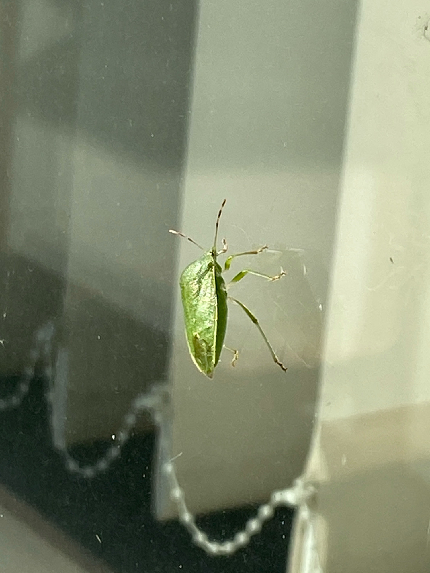 A close-up, eye-level shot shows a green shield bug clinging to a glass surface, possibly a window. The bug is oriented vertically, with its head pointing upwards and its body facing slightly to the right. Its segmented antennae are clearly visible, as are its six legs, which are spread out against the glass. The bug's body is a vibrant green, with a slightly more muted green on its underside. The background is blurred, showing a gradient of light and dark grey and white tones. The surface appears to be clean, with only a few small, white specks visible, possibly dust or water droplets. There are no people or other identifiable objects in the immediate vicinity. The lighting is soft and diffused, suggesting it might be an overcast day or the image was taken indoors. There is no information that can place this image in Chișinău, Moldova, or any specific city.