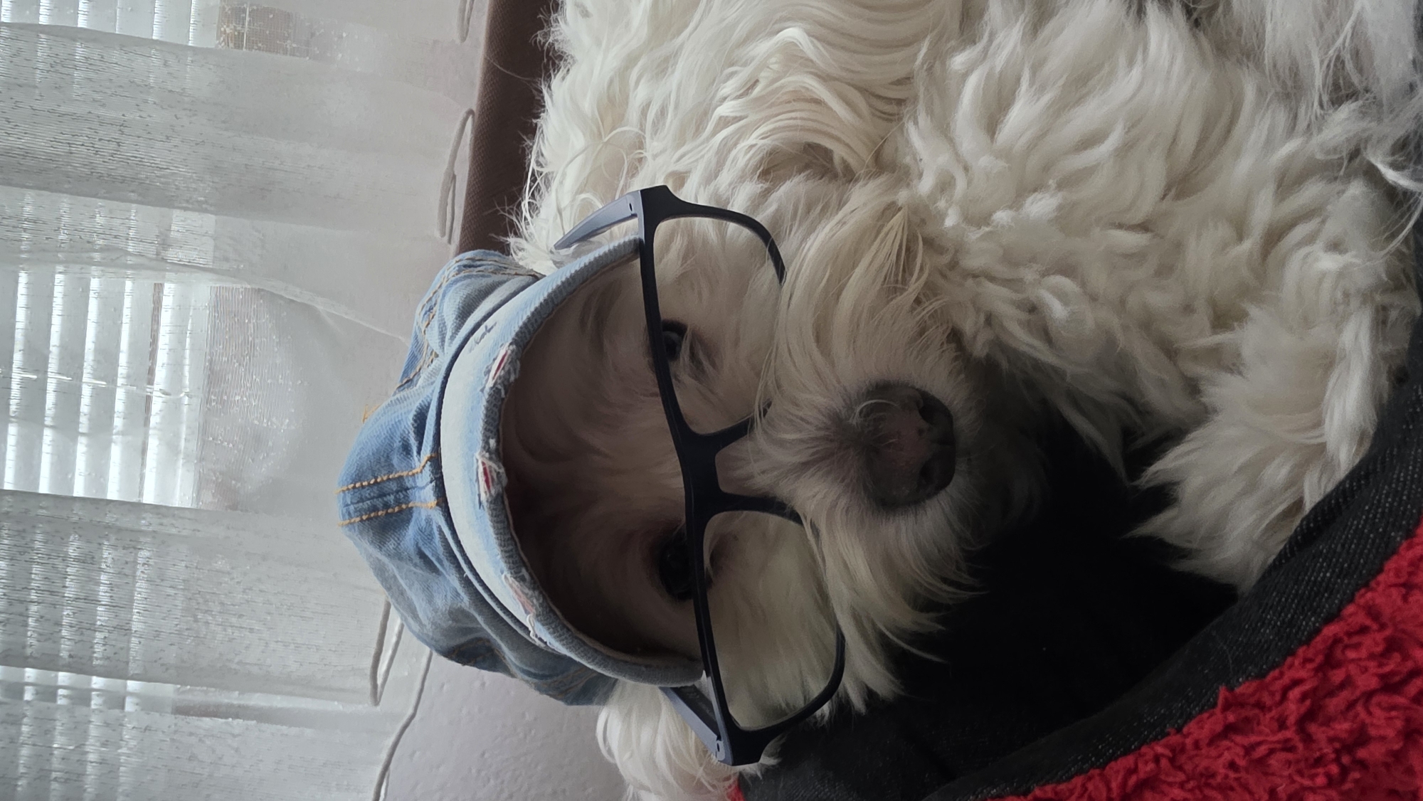 A fluffy white dog with glasses and a blue denim hoodie is lying in a dog bed. The dog bed is dark grey with red fur lining the inside. The dog's face is tilted towards the camera. Behind the dog is a window with white blinds. The location cannot be determined from the image.