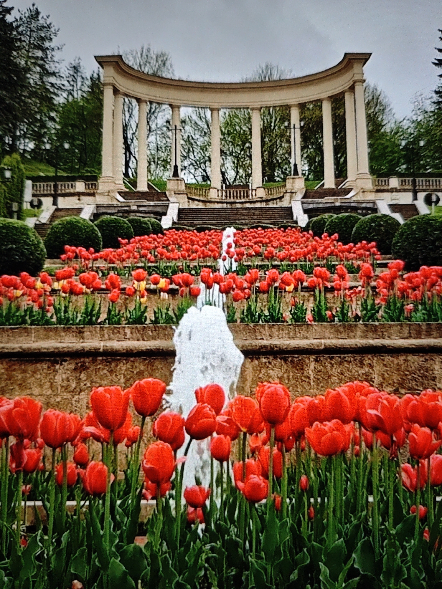 This is a photograph of the central fountain and flowerbeds in the "Victory Park" (Park Pobedy) in Stavropol, Russia. The park features a large, tiered fountain spraying water in the center of the frame, with numerous bright red tulips planted in beds on either side. In the background, there is a grand, curved colonnade structure with tall pillars and steps leading up to it. Lush green trees and manicured bushes surround the area, and the sky appears overcast. There are no people visible in the image.