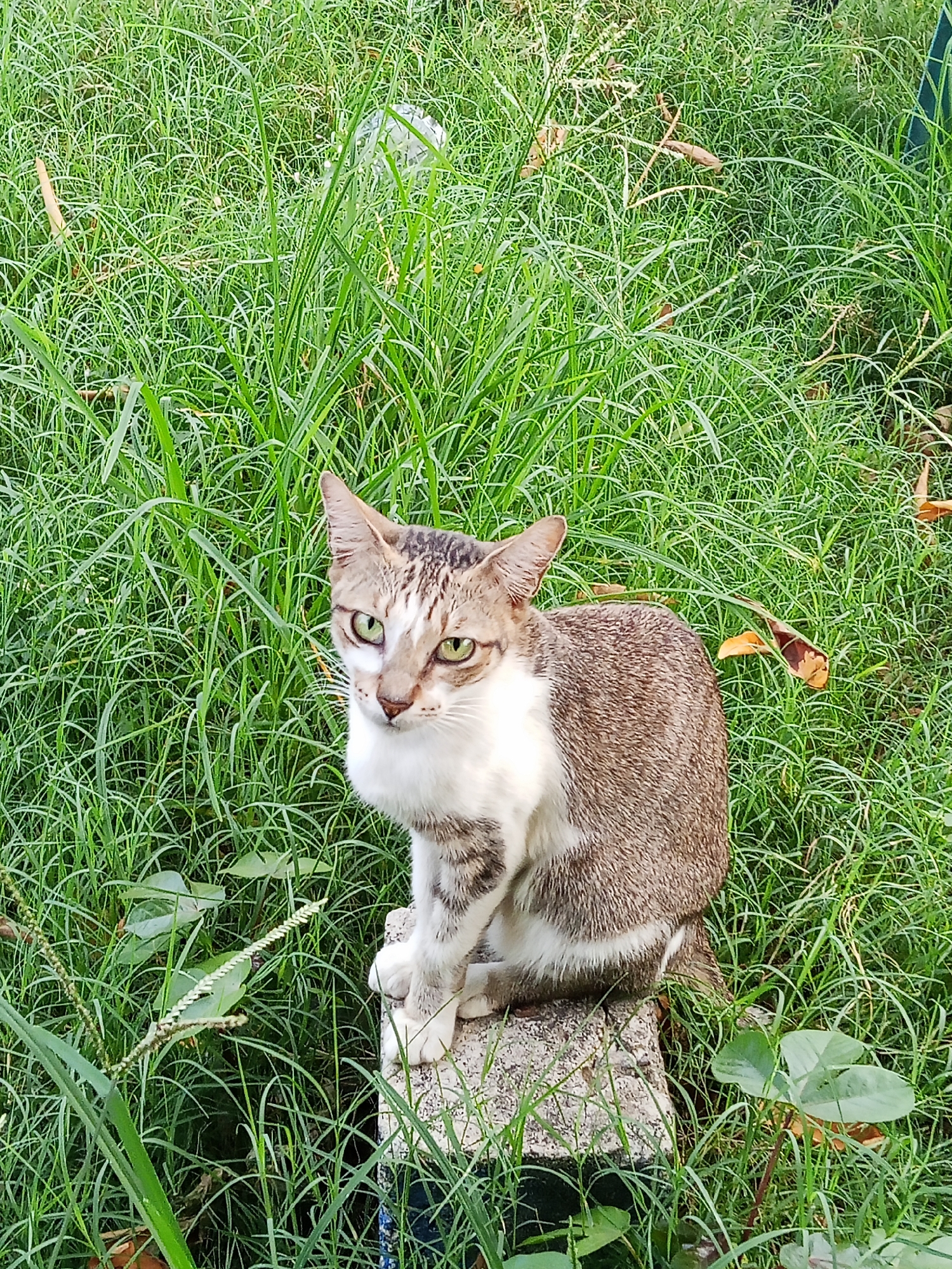 A cat sits on a gray concrete object amidst tall green grass in an outdoor setting. The cat is predominantly brown and white with green eyes. The background is filled with lush, green vegetation. The city of Lhokseumawe, Indonesia, is not visually represented.