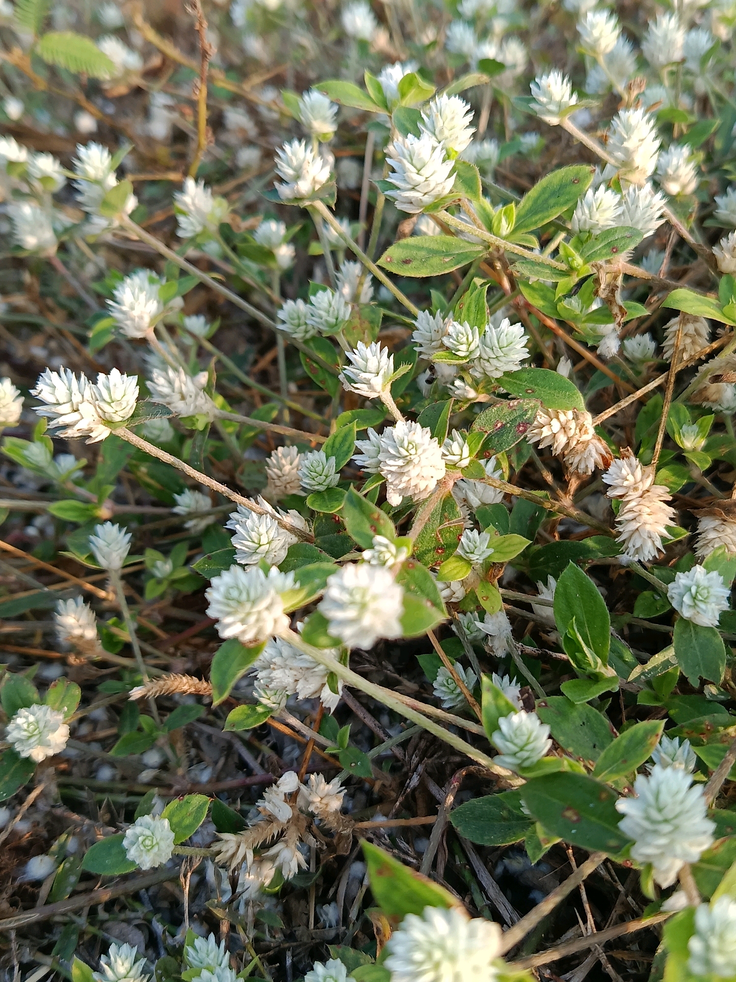 A close-up, eye-level, horizontal shot captures a patch of small, white, button-like flowers and green leaves growing densely together. The flowers, tightly packed and spherical, feature numerous pointed petals. Some flowers appear fresh and bright white, while others are dried and a muted brown. The background consists of blurred foliage and dry stalks, suggesting a natural, possibly wild, environment. The lighting indicates it might be early morning or late afternoon, with soft, diffused sunlight casting subtle shadows. The scene is devoid of any people, actions, or interactions. This image was taken in Sarwadadi, Indonesia.