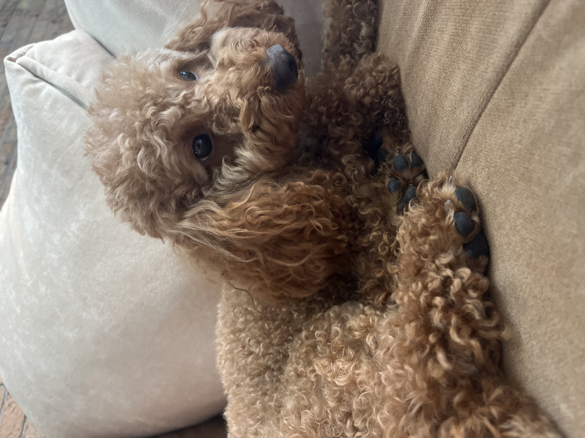 A fluffy, light brown poodle lies on its back, looking up at the camera. The dog has dark, expressive eyes, a wet black nose, and curly fur. Its paws are visible, with dark pads. The poodle is resting on a soft, tan-colored surface, possibly a sofa or cushion. To the left of the dog, a lighter, cream-colored pillow or cushion is visible, with a textured surface. The background is softly blurred, suggesting an indoor setting. The lighting appears to be natural, creating a warm and cozy atmosphere. The dog's relaxed posture and upward gaze convey a sense of contentment and playfulness. No text is visible in the image. The location context is Dnipro, Ukraine.
