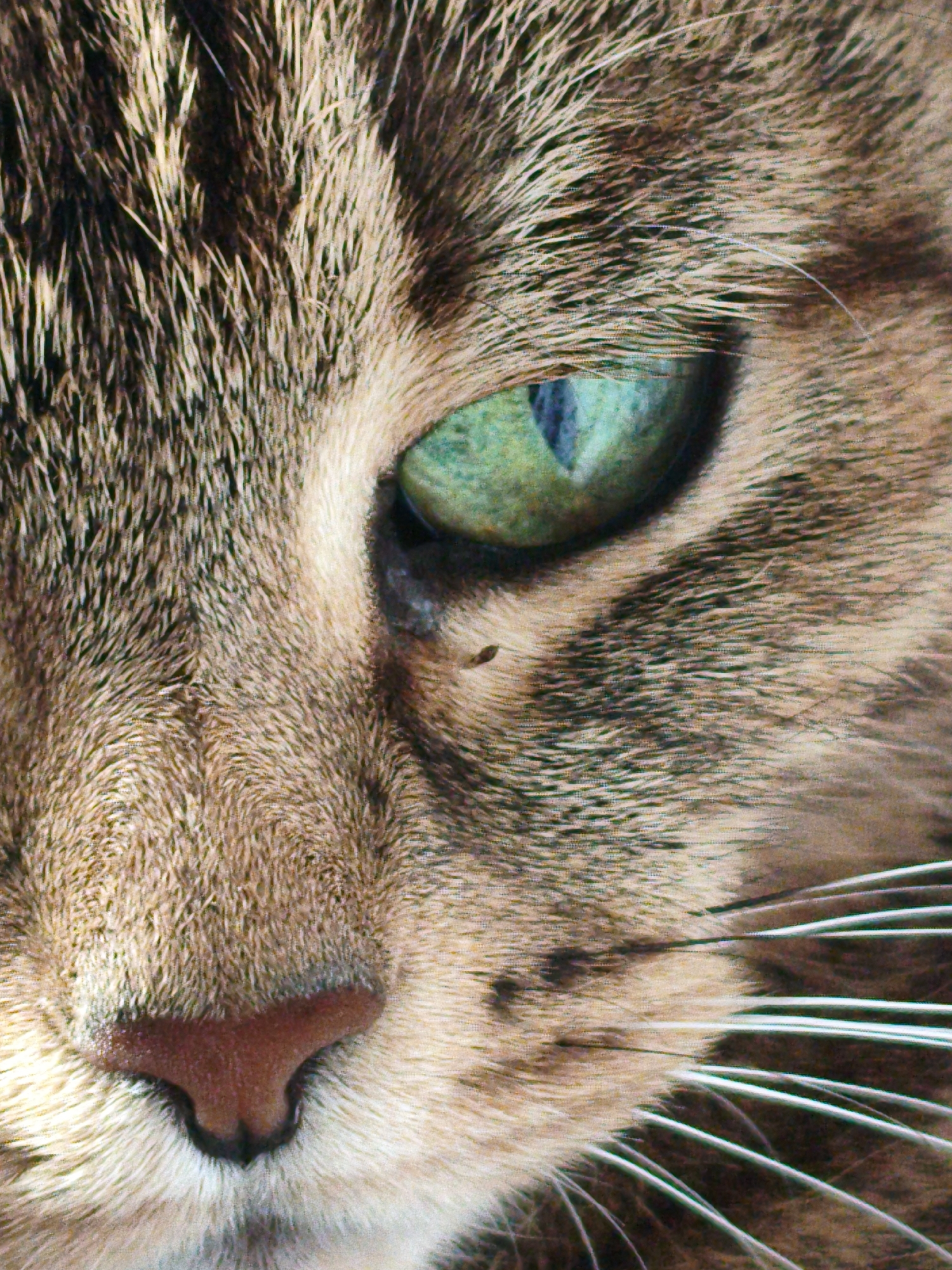 The image is a close-up, headshot of a domestic cat's face, focusing on its left eye, nose, and whiskers. The cat has tabby markings with brown and black stripes and a reddish-brown nose. Its eye is a striking green color with a black pupil. The background is blurred, showing the texture of the cat's fur. There is no indication of the city of Orenburg, Russia, or any urban environment. The image captures a single subject, the cat, in a static pose.