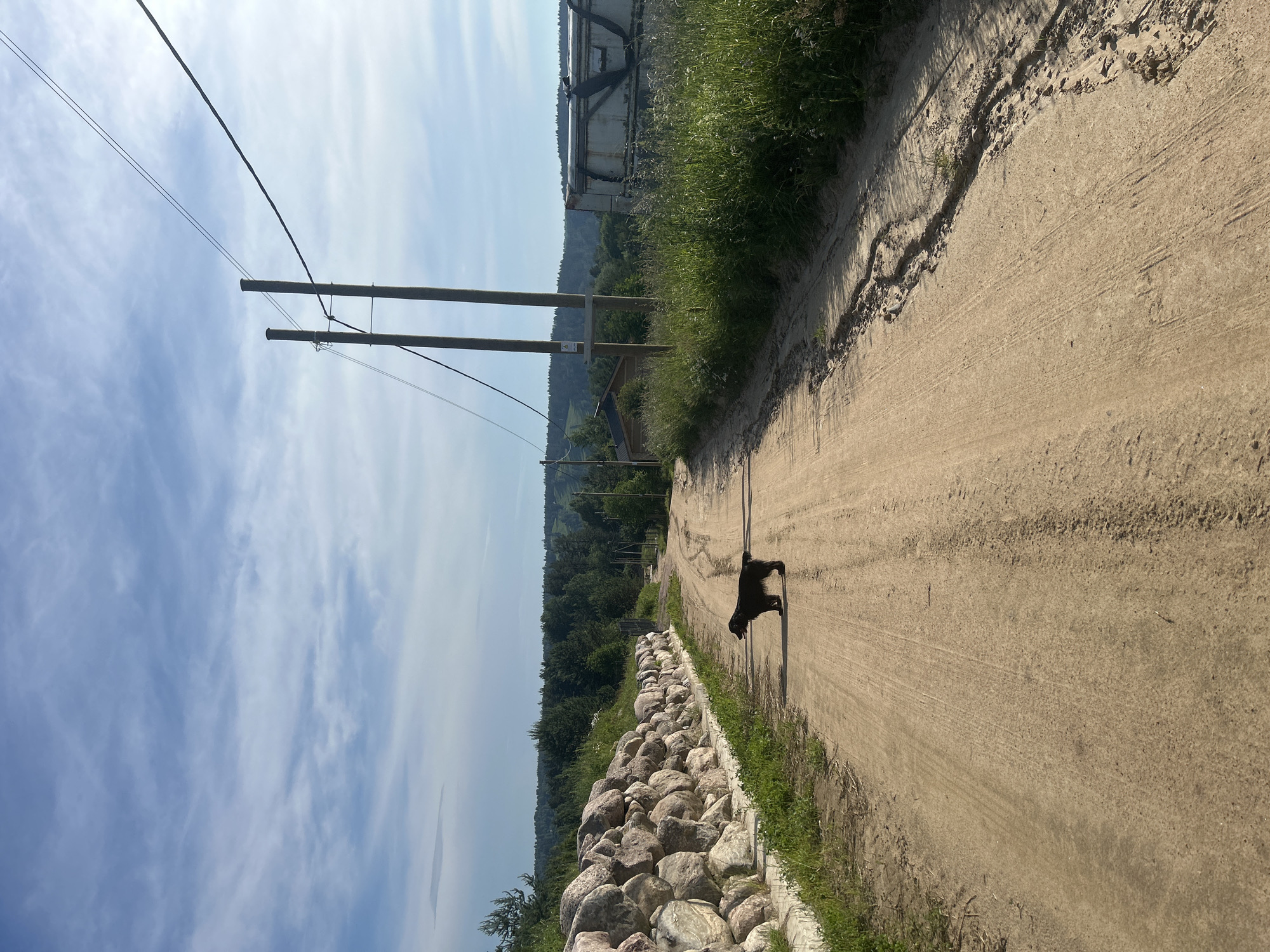 A black dog stands on a dirt road in a rural area, possibly in Svetloe, Russia. The road is flanked by a rock wall on the left and tall grass on the right. Power lines run overhead, supported by wooden poles. In the background, there are trees and a few buildings. The sky is blue with scattered clouds.