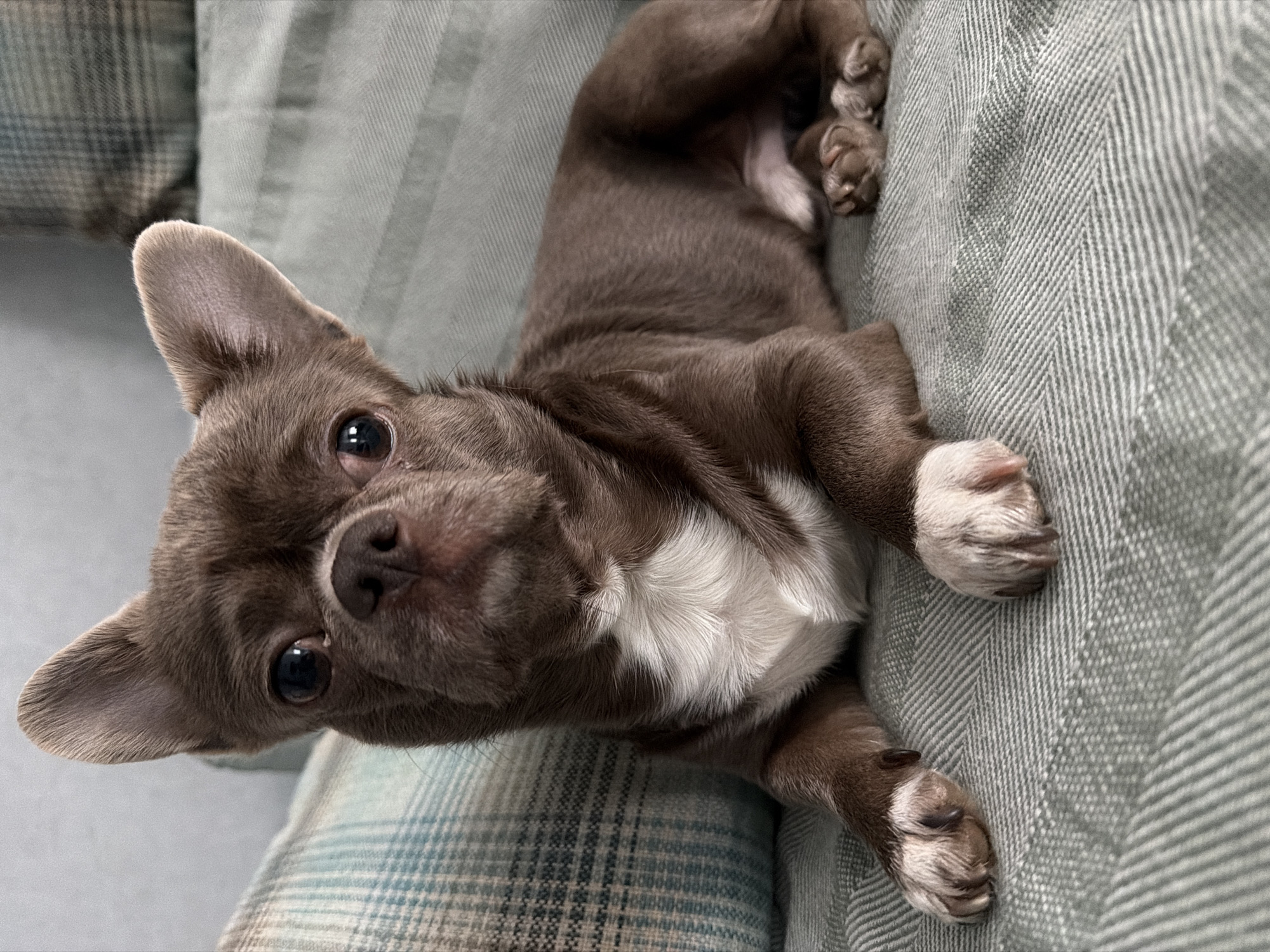 A brown and white Chihuahua dog lies on its back on a gray and blue plaid patterned couch, facing upward. The dog's eyes are open, and its ears are erect. The location is unknown and cannot be identified as Votkinsk, Russia.