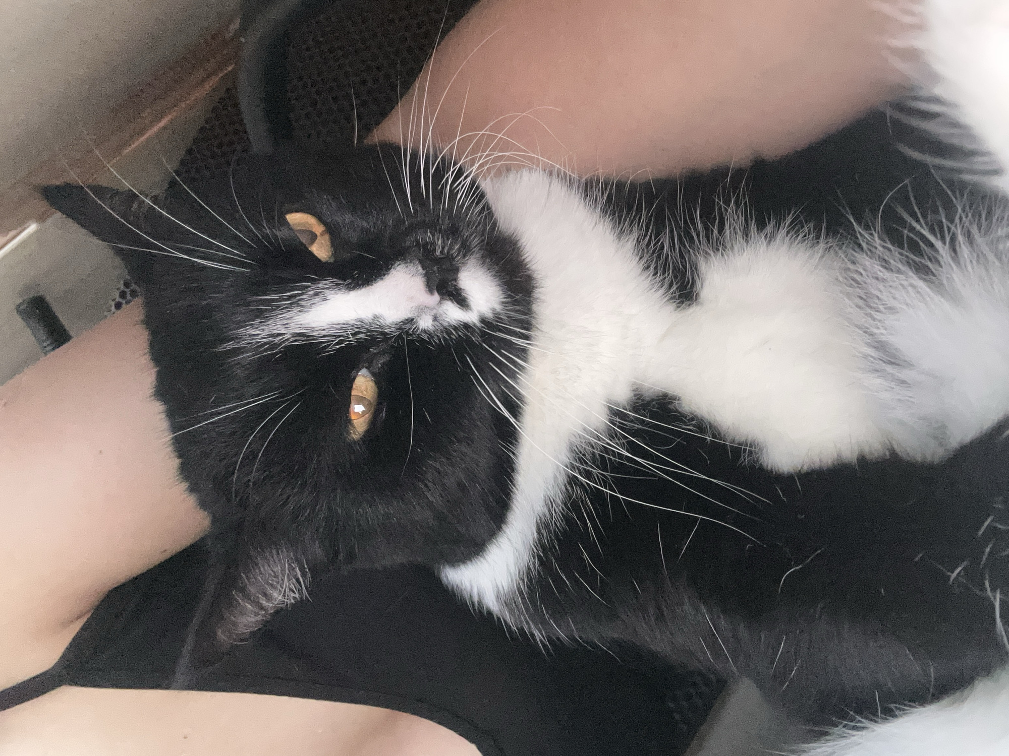 A black and white cat with orange eyes is being held by a person wearing a black tank top. The cat is looking directly at the camera with its ears perked up and its whiskers spread wide. The person's arm is visible supporting the cat. The background appears to be outdoors, with some sort of mesh or woven material visible.