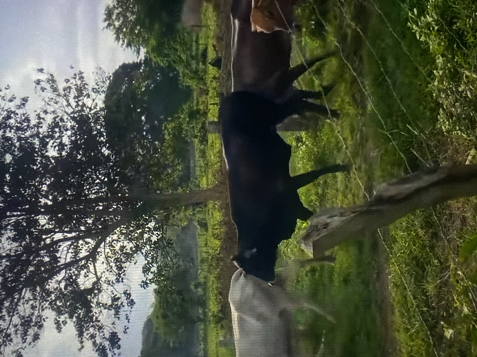 The image depicts a rural field located in Tinaquillo, Venezuela, under a bright, likely overcast, sky. In the mid-ground, a prominent black bovine subject walks towards the right, with a lighter-colored (possibly white or light grey) bovine moving to its immediate left, also facing right. A third, reddish-brown bovine is partially visible on the far right, positioned behind the black animal. The lower foreground is defined by a multi-strand barbed wire fence, supported by a wooden post visible on the left side. The ground is covered with lush green grass and various low-lying plants. The background features a dense collection of trees, with a large, dark-foliaged tree standing prominently in the upper center against the lighter sky. There are no human subjects present.