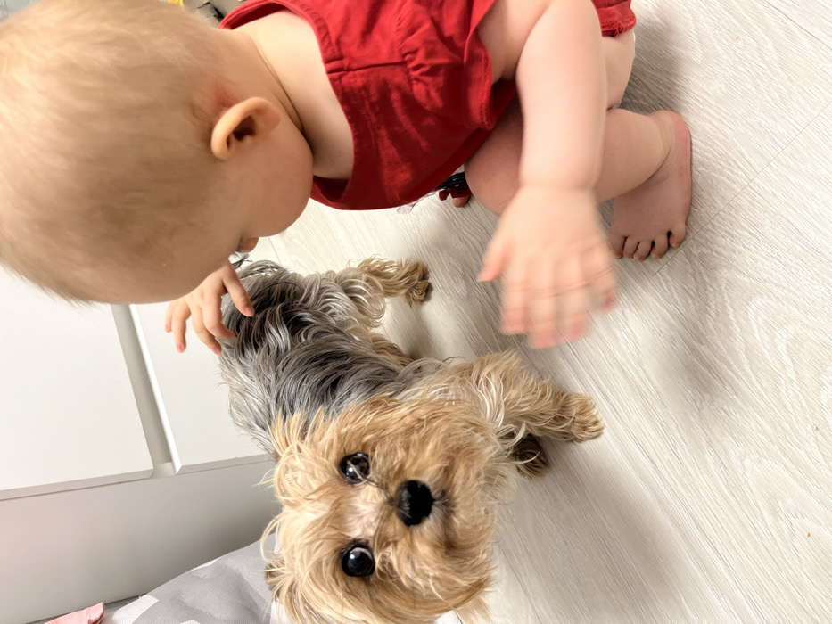 A baby in a red outfit kneels on a light-colored floor, peering down at a small Yorkshire terrier dog. The baby’s chubby hands reach towards the dog, one hand slightly blurred. The dog gazes upwards with big, dark eyes. A white cabinet and a patterned grey and white cloth are visible in the background. The scene is lit from above, casting light across the floor and subjects.