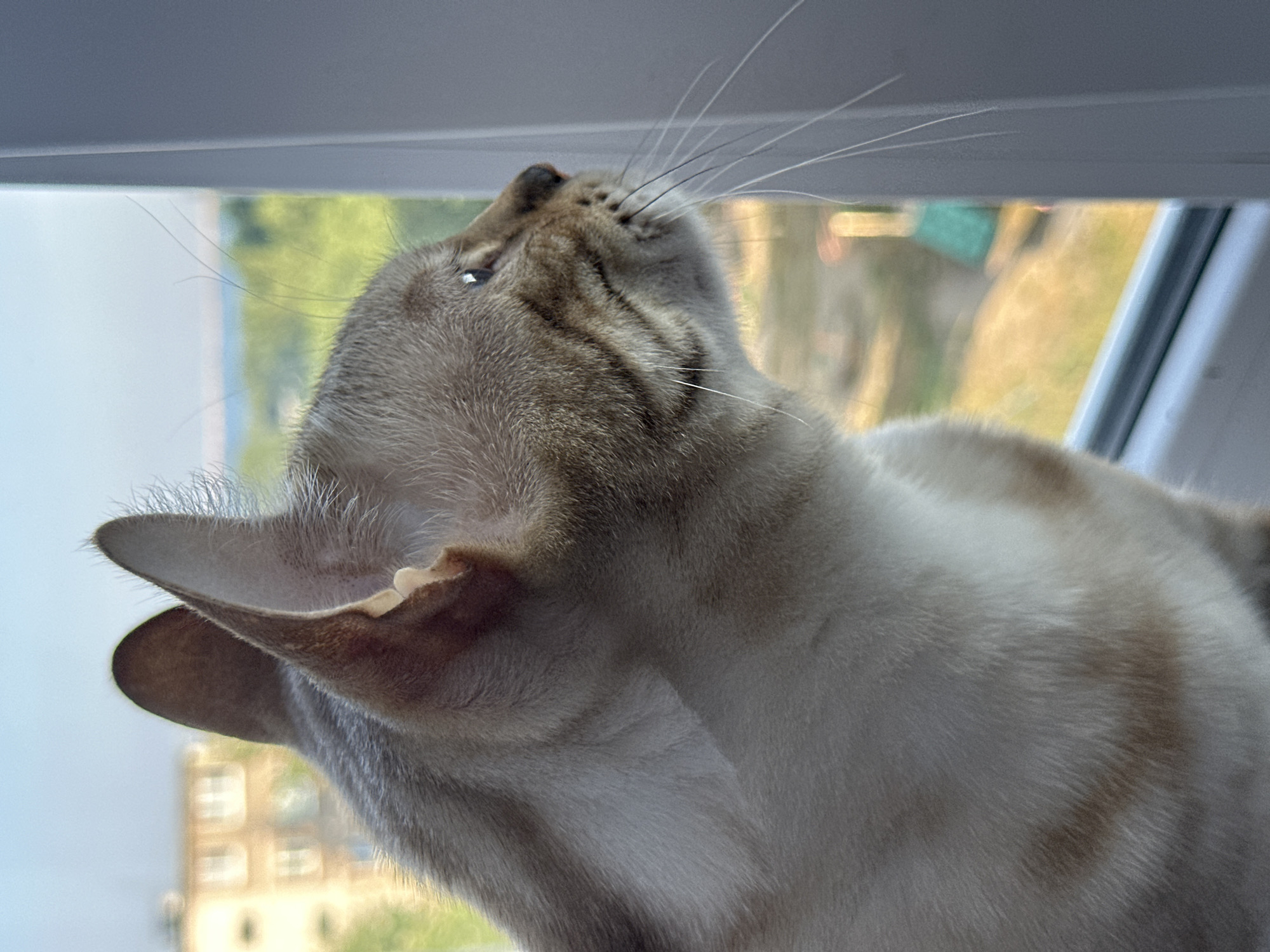 A close-up, profile view of a light-colored domestic cat, likely a Bengal mix due to its spotted markings and facial features, sits on a windowsill. The cat is facing right, looking out a window at a blurred outdoor scene. The background shows a building with windows, green trees, and a body of water, possibly a river or lake, under a bright sky. The cat's fur is light cream with darker tabby markings on its face and stripes on its body. Its eyes are light blue and appear alert. The windowsill itself is white, and a gray window frame is visible on the right side of the image. The overall impression is one of a domestic animal observing its surroundings from a safe, indoor vantage point. The image does not contain any specific landmarks or indicators that would allow for definitive identification of the city of Energetik, Russia.