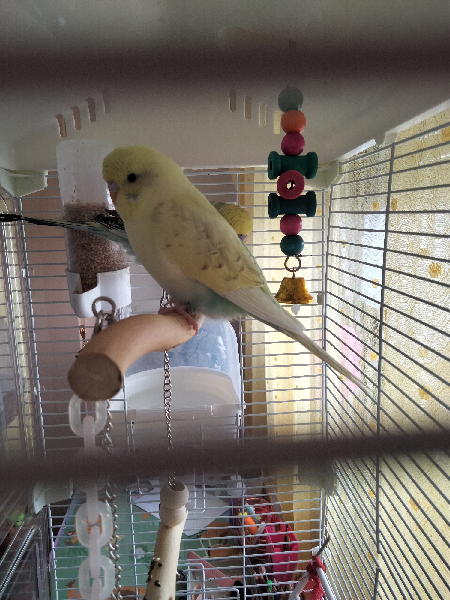 The image shows two budgerigars inside a birdcage. The budgerigar in the foreground is yellow and white with blue on its tail feathers. It is perched on a wooden dowel. The second budgerigar, mostly out of focus, is partially visible behind the first. The cage is made of white bars and contains several toys, including a colorful bead string with a bell, a food dispenser filled with seeds, and other plastic and wooden toys. The background appears to be a curtain with a yellow, patterned design. There is no indication of the city of Herzogenrath, Germany, in the image.