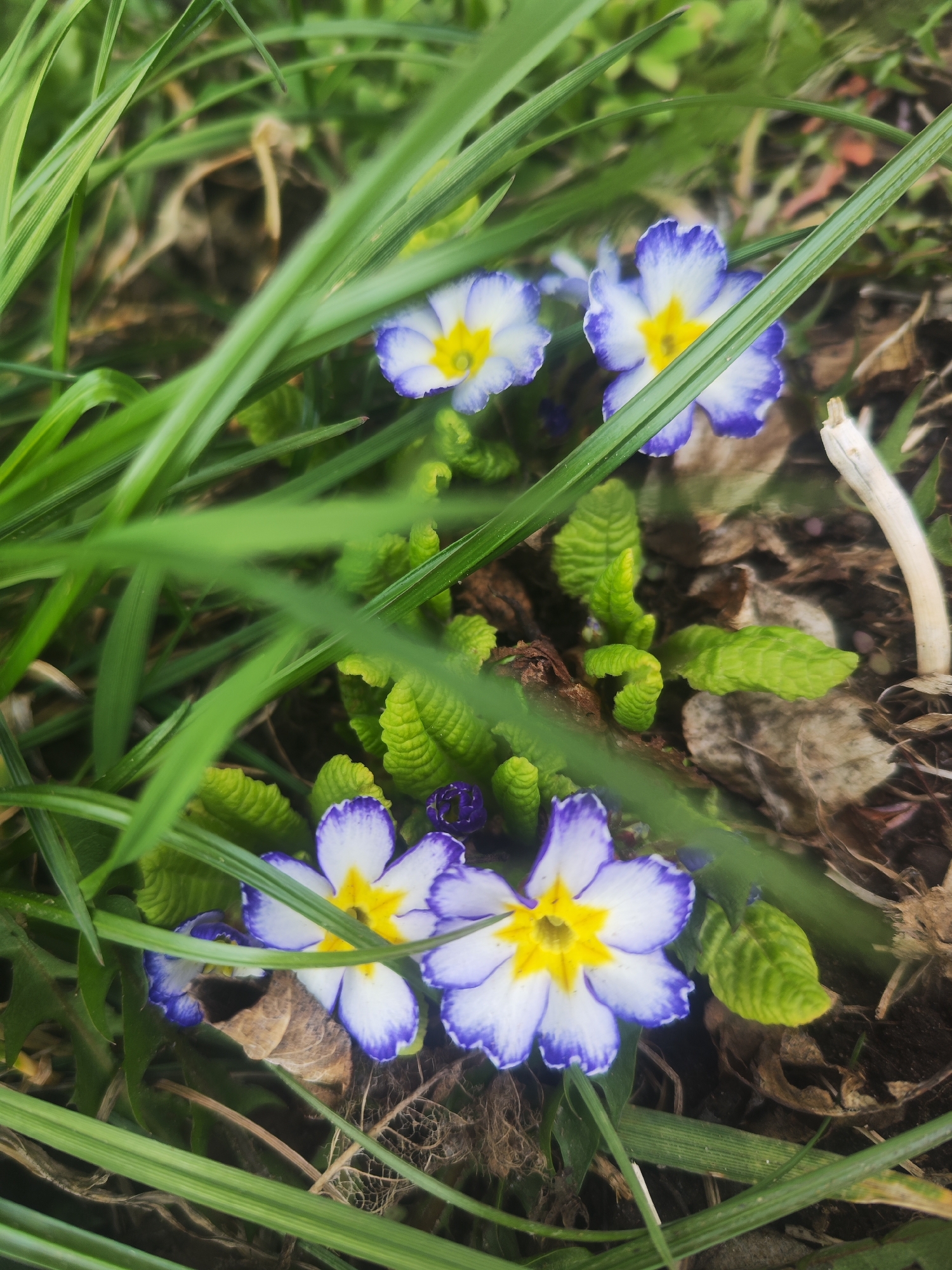 The image shows a small cluster of primrose flowers with white petals edged in blue, surrounding a yellow center. The flowers are interspersed with blades of green grass and small, textured green leaves. The ground is a mix of soil, dry leaves, and a small white, twig-like object. The location, Chaikovsky, Russia, is contextual information but not visually identifiable in the scene. There are no people or actions visible in the photograph.