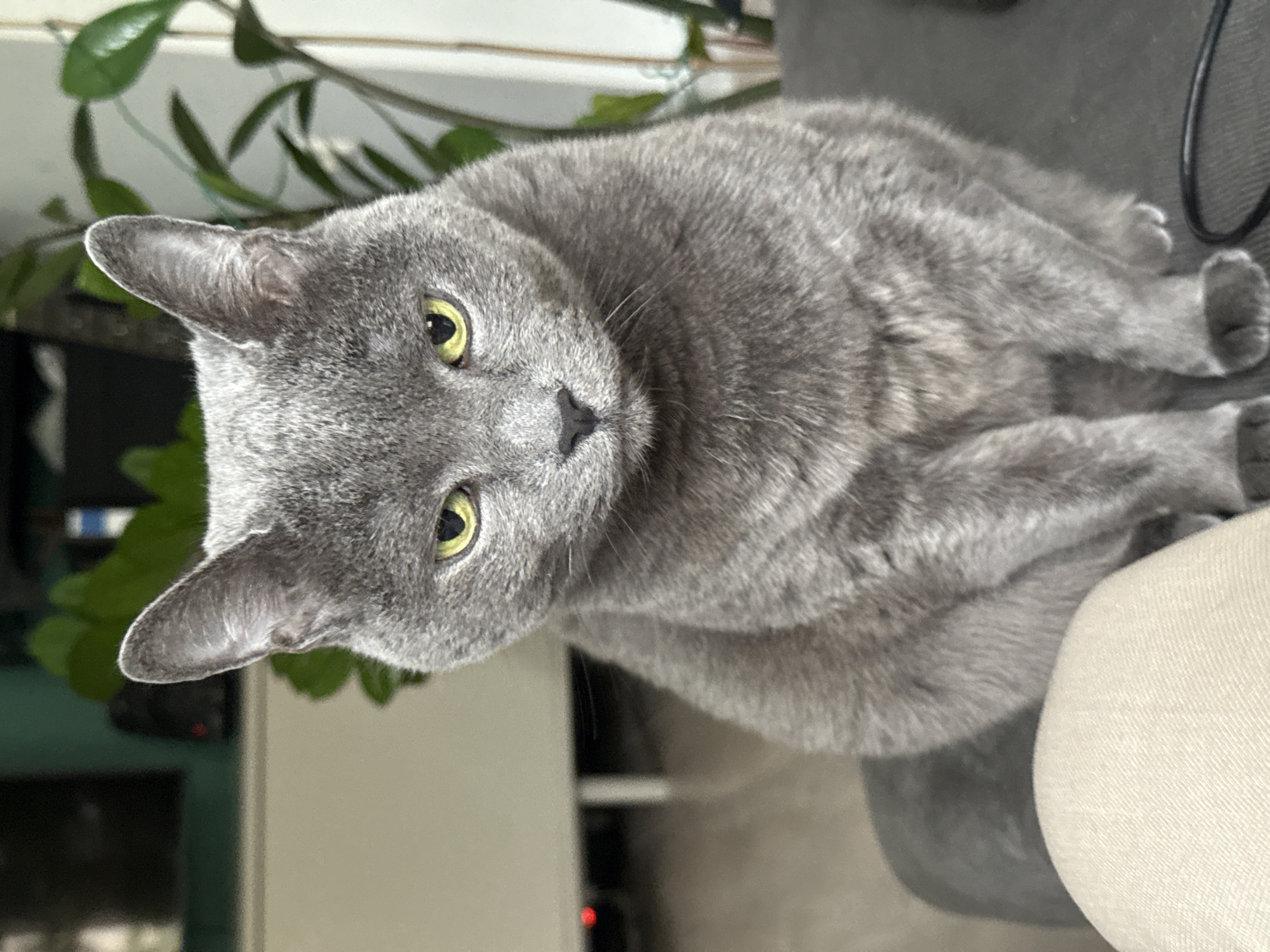A gray cat with yellow eyes is lying on a gray surface, possibly a sofa. The cat is positioned in the center of the image, looking directly at the viewer. The cat's fur appears soft and well-groomed. In the background, there are green plants and a glimpse of a white wall or furniture. There are no indications that the photo was taken in Sofia, Bulgaria.