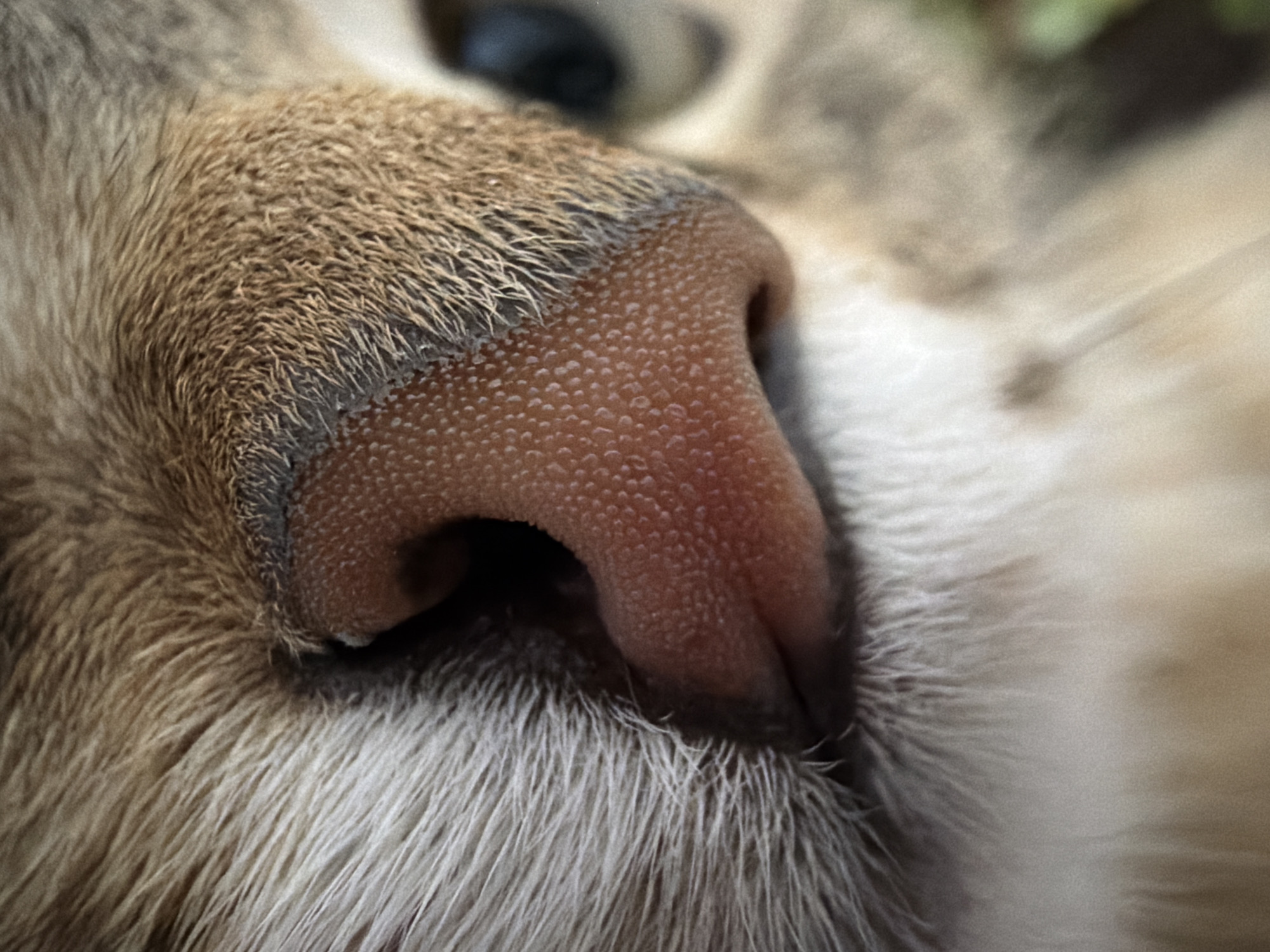 This extreme close-up image captures the intricate details of a domestic cat's nose and the surrounding fur. The central subject is the cat's nose, which appears pinkish-brown with a distinct, finely textured, bumpy surface characteristic of a feline's rhinarium. The nostrils are visible as dark, deep openings at the base of the nose.
The fur immediately surrounding the nose is sharply in focus, displaying individual hairs in shades of brown, grey, and white. Directly above the nose, the fur is predominantly a mottled brown and grey, while the fur extending to the sides and below the nose transitions to lighter, almost white tones. The shallow depth of field effectively blurs the background, which contains indistinct shapes and colors, including a hint of green in the upper right, possibly suggesting foliage or an indoor plant, and other muted tones that could be parts of the cat's head or its immediate surroundings.
The cat appears to be still, possibly resting or sleeping, given the tranquil nature of the shot and the close focus on its static features. No specific activity or event is taking place beyond this quiet repose. The image does not provide cues regarding the time of day or weather conditions. There is no visible text in the image. Although the location context is Chaikovsky, Russia, the photograph itself offers no visual identifiers for this location. The overall mood conveyed is one of peacefulness and detailed observation of the animal.