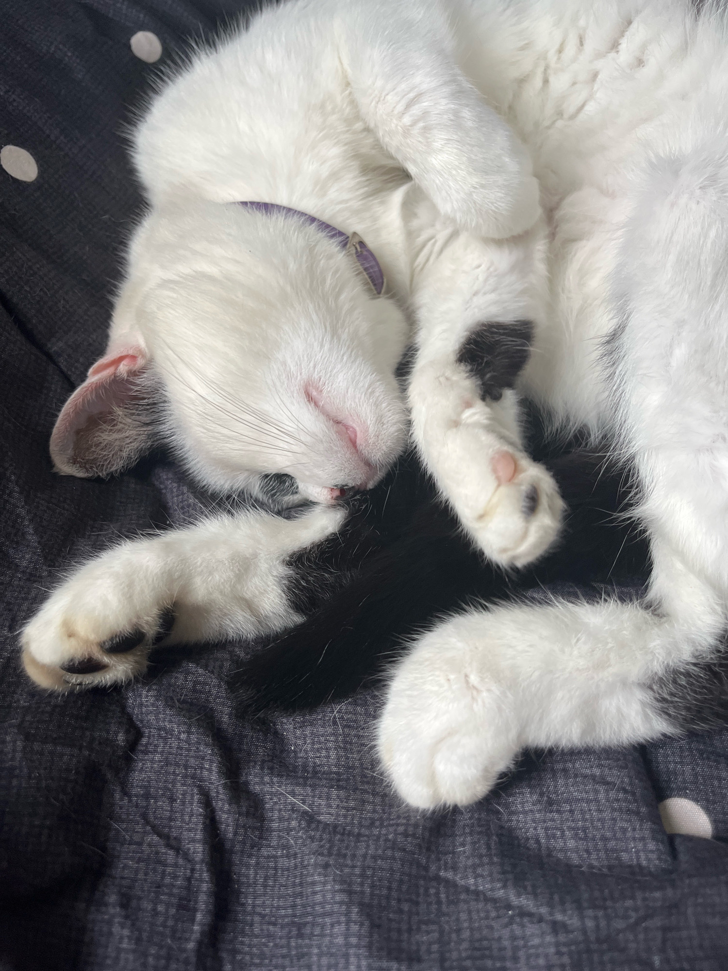 A white cat with black patches is sleeping on a dark gray textured surface with white polka dots. The cat is curled up, with its head resting on its body. Its eyes are closed, and its pink nose is visible. One of its front paws is extended, showing its white fur and pink paw pads. Another paw is tucked underneath its body. The cat is wearing a thin purple collar. The scene is indoors, and the lighting suggests it may be daytime. This image was captured in the city of Ureki, Georgia.