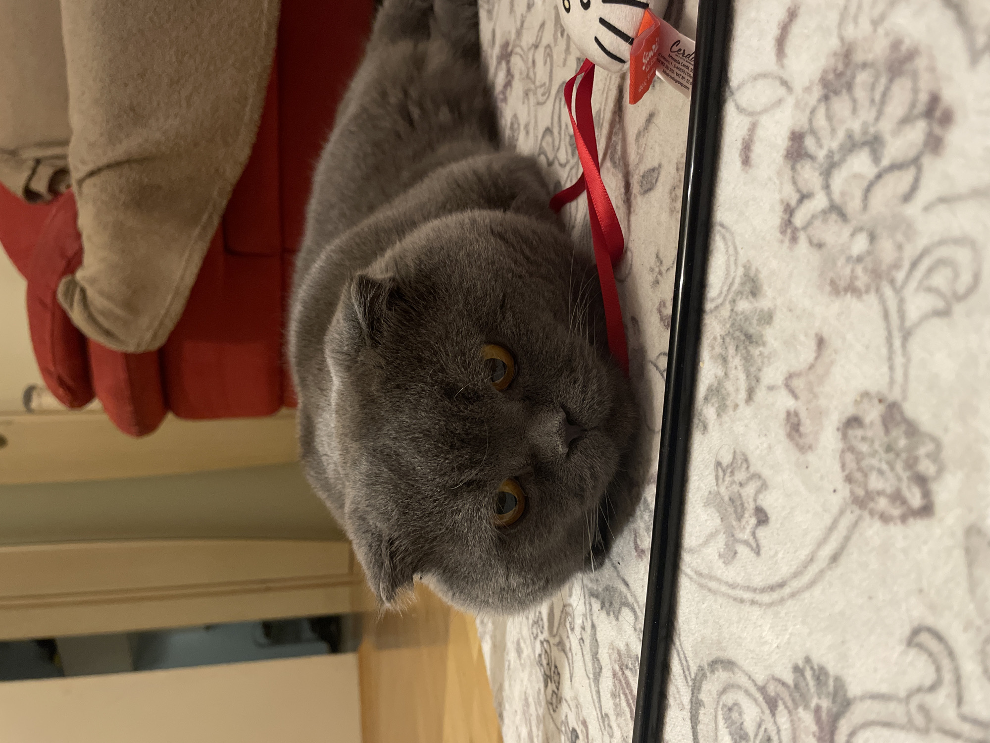 A grey Scottish Fold cat is positioned centrally in a domestic indoor setting, specifically in the city of Unknown, Unknown. The cat, characterized by its short grey fur and distinctive folded ears, is lying prone on a light-colored rug with subtle grey and purplish patterns. Its amber-colored eyes are directed forward. A thin red satin ribbon rests near its chin and extends to the right. To the immediate right of the ribbon is a small, white, soft toy with black markings and an orange tag attached. A black cylindrical object, possibly a part of a cat toy or furniture element, crosses the bottom of the frame horizontally. In the background to the left, a light wooden floor is visible, leading into a blurred doorway or hallway with a darker interior beyond. To the right background, a vibrant red upholstered sofa or chair is visible, partially covered by a folded beige blanket. The lighting in the scene appears to be artificial and diffused.