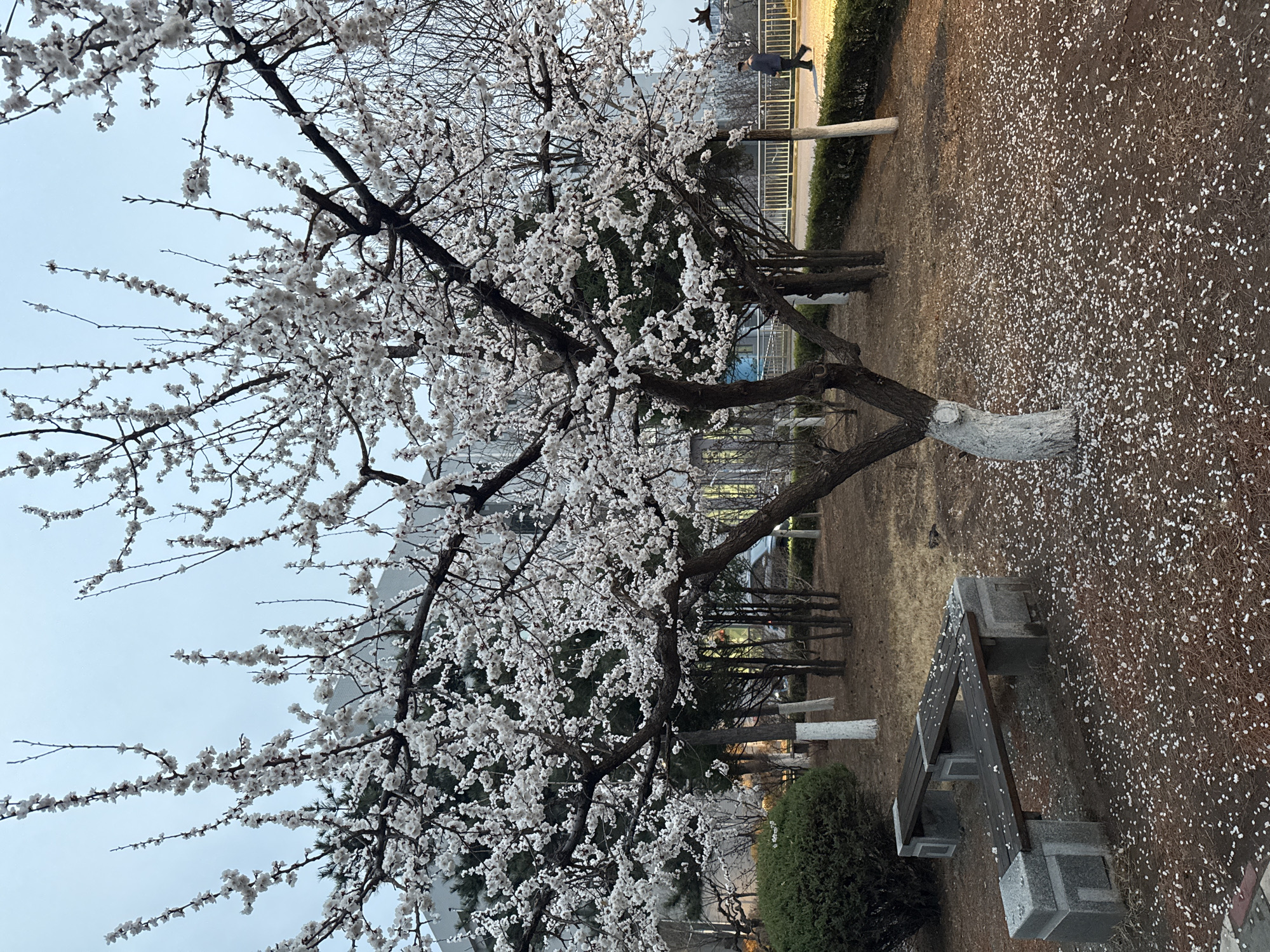 The image depicts a park scene in Zhongtun, China. A tree with white blossoms dominates the foreground, its lower trunk painted white. A bench sits beneath the tree, and fallen petals cover the ground. In the background, a person walks along a path near a fence and hedge. Buildings are visible in the distance under an overcast sky.
