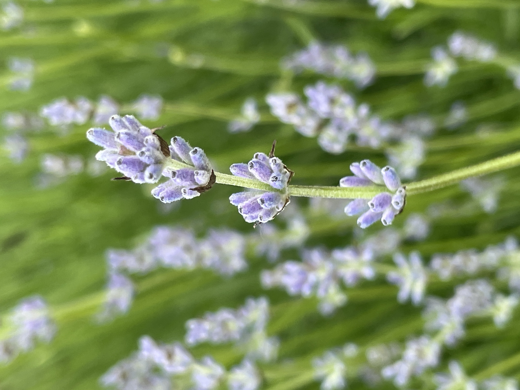 The image depicts a close-up of lavender flowers. The foreground features a segment of a lavender stalk with three clusters of purple buds. The background is a blur of similar lavender stalks and buds, creating a field-like effect. The setting is outside, with natural light illuminating the scene. The specific location of Sirius, Russia, is not discernible from the image alone.