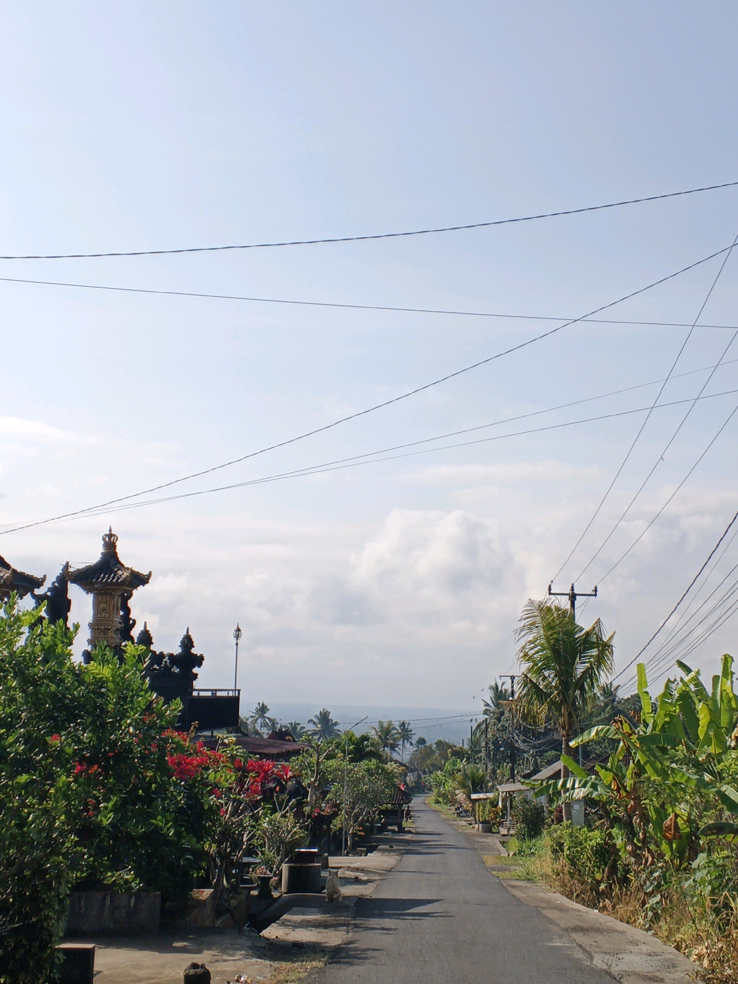 The image shows a rural road in Penebel, Indonesia, lined with lush greenery and traditional Balinese architecture. The road is paved and appears to be relatively quiet, with no vehicles visible. On the left side of the road, there are several structures that appear to be temples or shrines, adorned with intricate carvings and decorative elements. These structures are surrounded by vibrant green trees and bushes, some of which bear bright red flowers.
On the right side of the road, there are more trees, including what appear to be banana trees with large, broad leaves. There are also some smaller buildings and houses visible, suggesting a residential area. The sky above is a clear blue with a few scattered clouds. Power lines crisscross the sky, a common sight in many rural areas.
In the foreground, on the right side of the road, a light-colored cat is sitting on the edge of the pavement, looking towards the left. The overall impression is one of a peaceful and scenic rural landscape, characteristic of Bali.