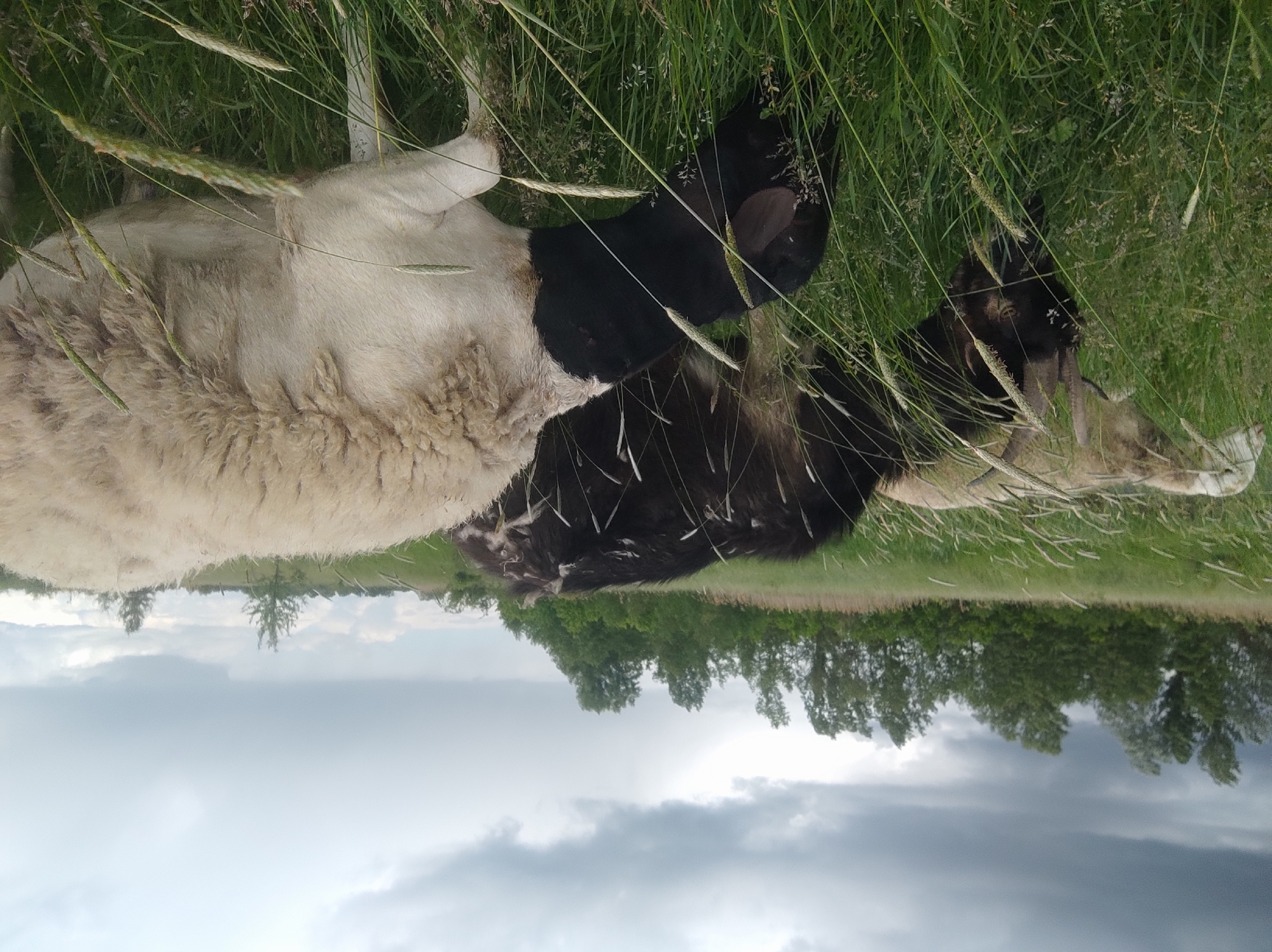 Two goats are in a grassy field under an overcast sky. The first goat is white with a black head, and the second goat is predominantly black with patches of white and tan. The location is Unknown, Unknown.