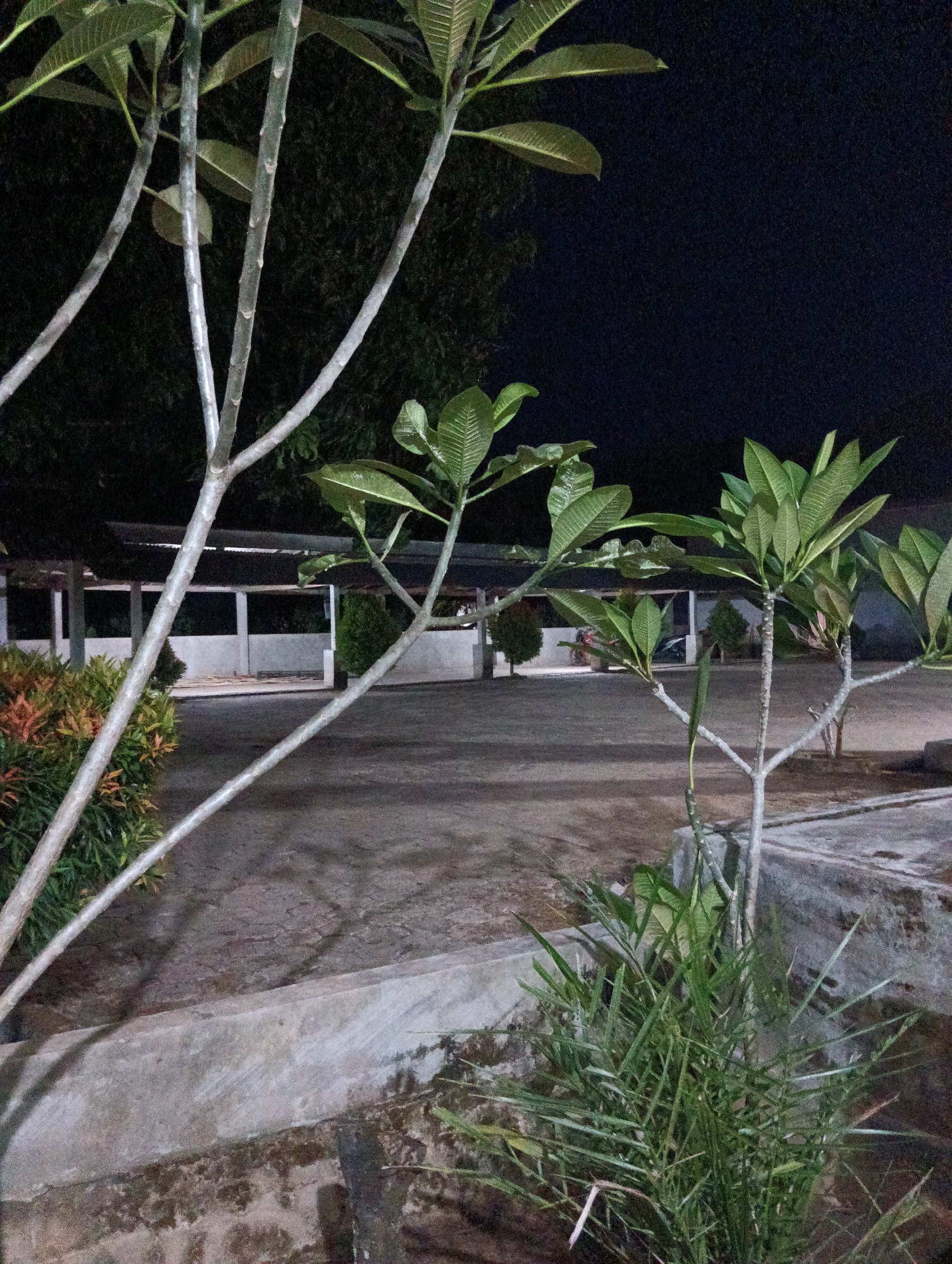 The image depicts an outdoor area at night in Pematang Jaya, Indonesia. In the foreground, the slender, pale branches of a frangipani tree are prominent, with large, green leaves. To the left, a dense shrub with reddish-green foliage is visible. The ground appears to be paved with a dark, granular material, possibly asphalt or concrete. Beyond this, a low, concrete wall runs horizontally across the midground. Behind the wall, a covered structure with white pillars and a roof is dimly lit, suggesting it might be an outdoor shelter or building. Several small, dark green trees are scattered in the background. The overall lighting is dim, indicating nighttime, with some artificial light sources illuminating the structure in the midground. No people are present in the image.
