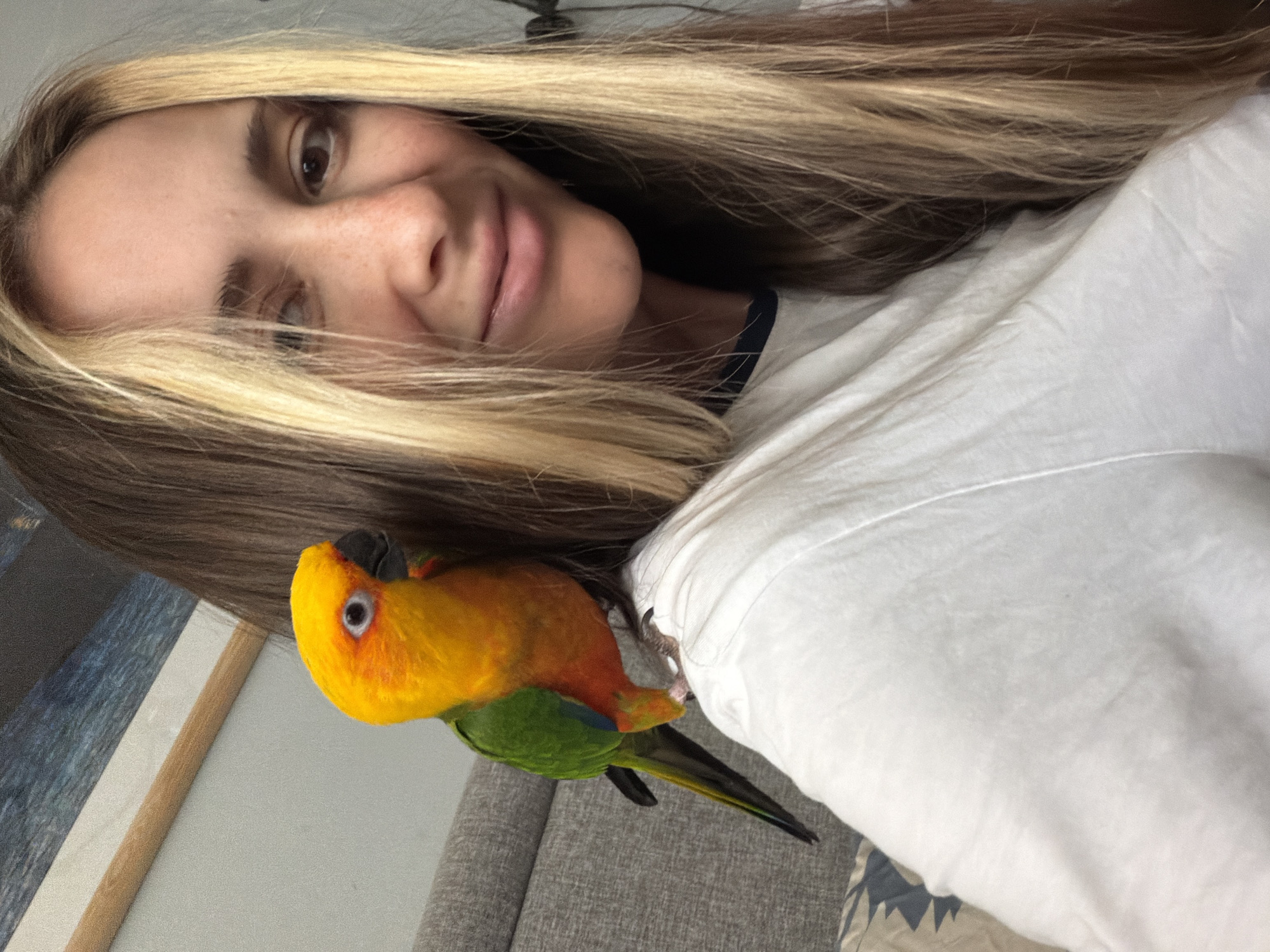This is a close-up, high-angle, vertical selfie of a person and a sun conure parrot. The person, with long, blonde and brown hair, is partially visible from the nose up, their face tilted towards the camera and hair falling across their face. They appear to be wearing a white t-shirt. The sun conure is perched on the person's shoulder, facing left. The parrot has bright yellow and orange plumage on its head and chest, green wings and body, and a black beak. Its eye is clearly visible, with a black pupil and a white iris. The background consists of a gray couch, a textured surface which appears to be a canvas with a blue and white abstract image, and a hint of a patterned blanket. The lighting suggests an indoor setting, possibly during the day, with soft ambient light. The overall mood appears relaxed and affectionate, with the parrot seemingly comfortable on the person's shoulder. No text is visible in the image.