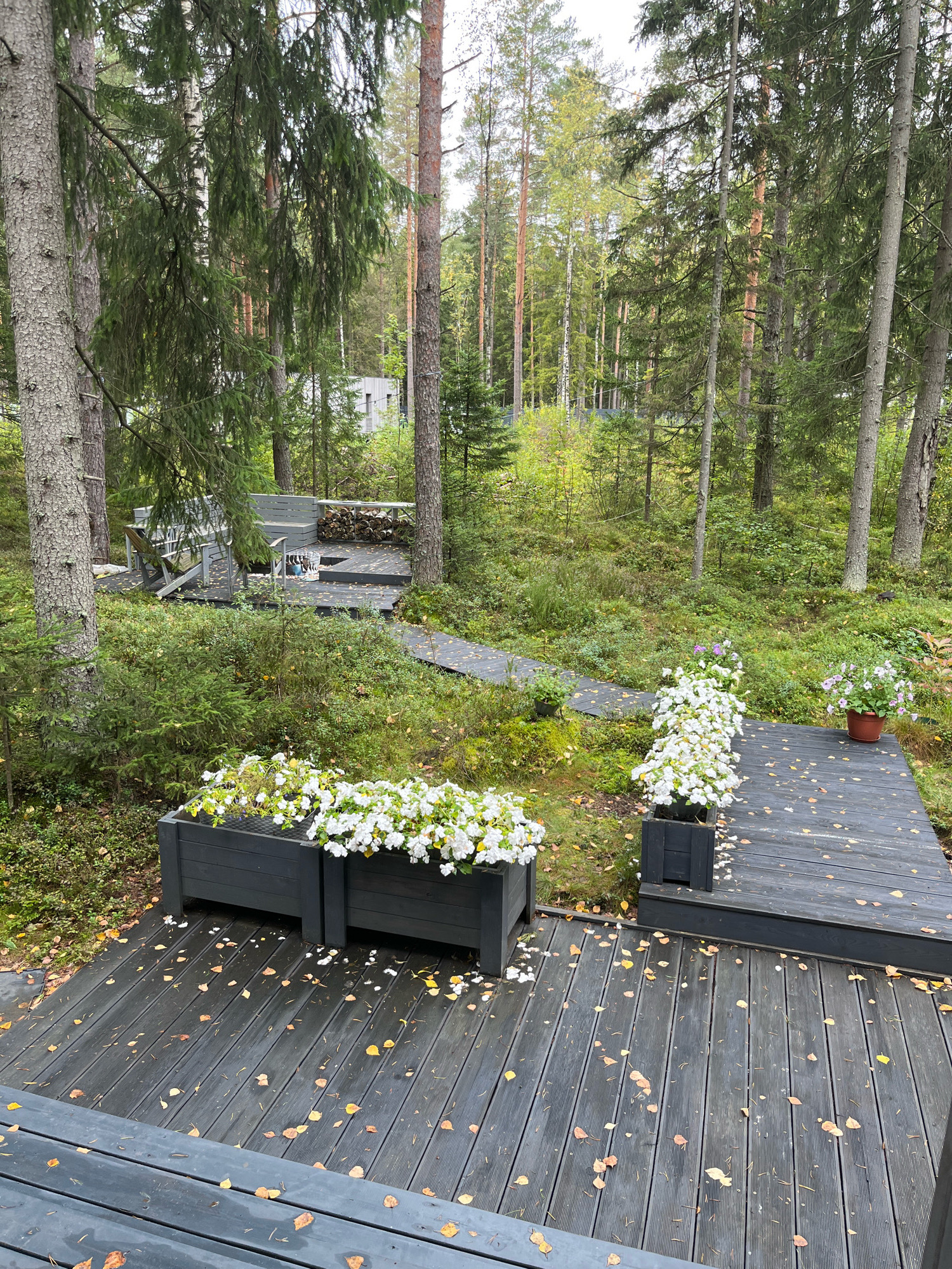 The image depicts an outdoor deck area in a forest environment, possibly in the city of Arfa, Russia, given the dense pine forest. The deck is constructed of dark gray wooden planks and shows evidence of fallen leaves, suggesting an autumn season. In the foreground, two dark gray planters filled with white flowers are prominently displayed. Adjacent to the planters, a wooden walkway extends further into the wooded area.
Further back, another elevated wooden deck can be seen, featuring outdoor seating, including chairs and a bench. Stacked firewood is visible on this upper deck. The surrounding environment is characterized by numerous tall pine trees, undergrowth, and a general sense of natural, wooded terrain. In the background, a modern building with a light-colored facade is partially visible through the trees, suggesting a residential or recreational complex within the forest. The lighting indicates an overcast day. There are no people visible in the scene.