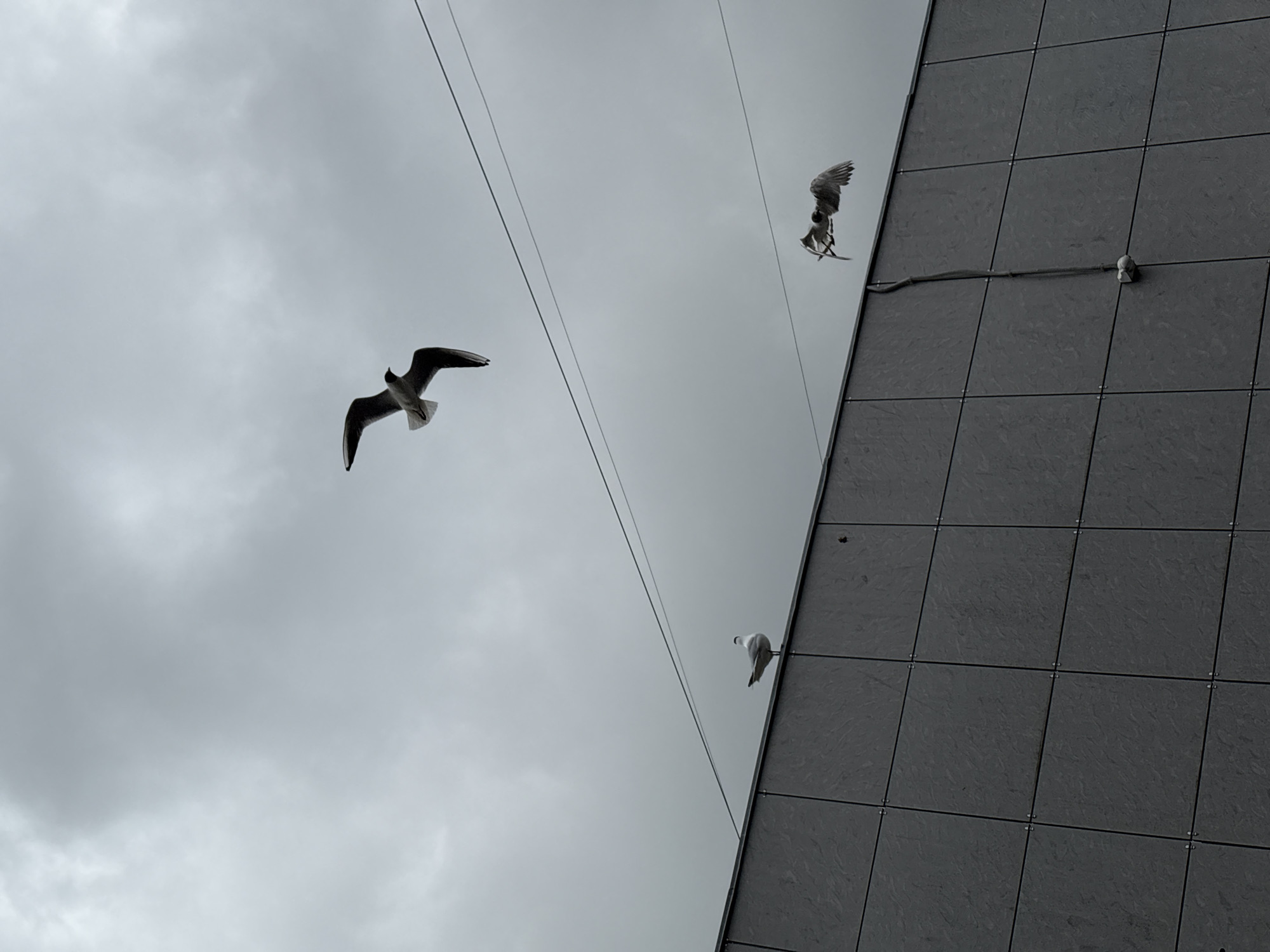 The photograph captures a monochrome scene featuring an overcast sky juxtaposed with a section of a tiled building facade. Three seagulls are visible: one in mid-flight on the left, another perched on the building, and a third appears to be taking flight or interacting with a wire on the right side of the frame. A cable extends along the building, with what seems to be a camera mounted on it. The location could potentially be in Veliky Novgorod, Russia.